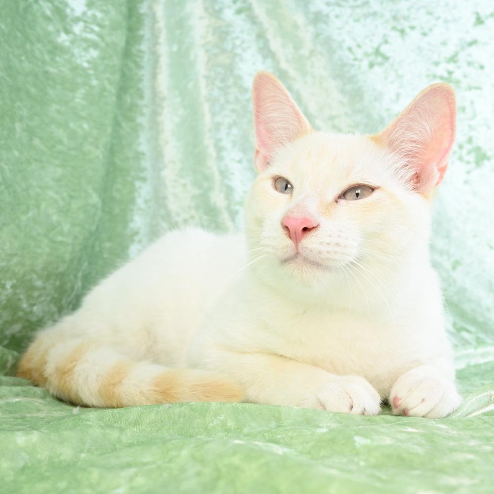 Enlarge Dexter, a Adoptable mixed breed in Mobile, AL image 2/6