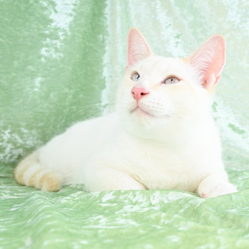 Enlarge Dexter, a Adoptable mixed breed in Mobile, AL image 3/6