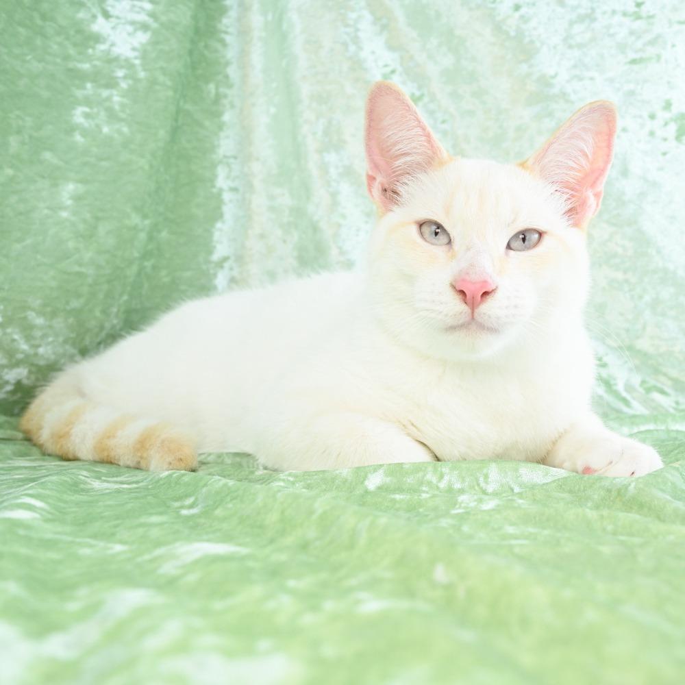 Enlarge Dexter, a Adoptable mixed breed in Mobile, AL image 4/6