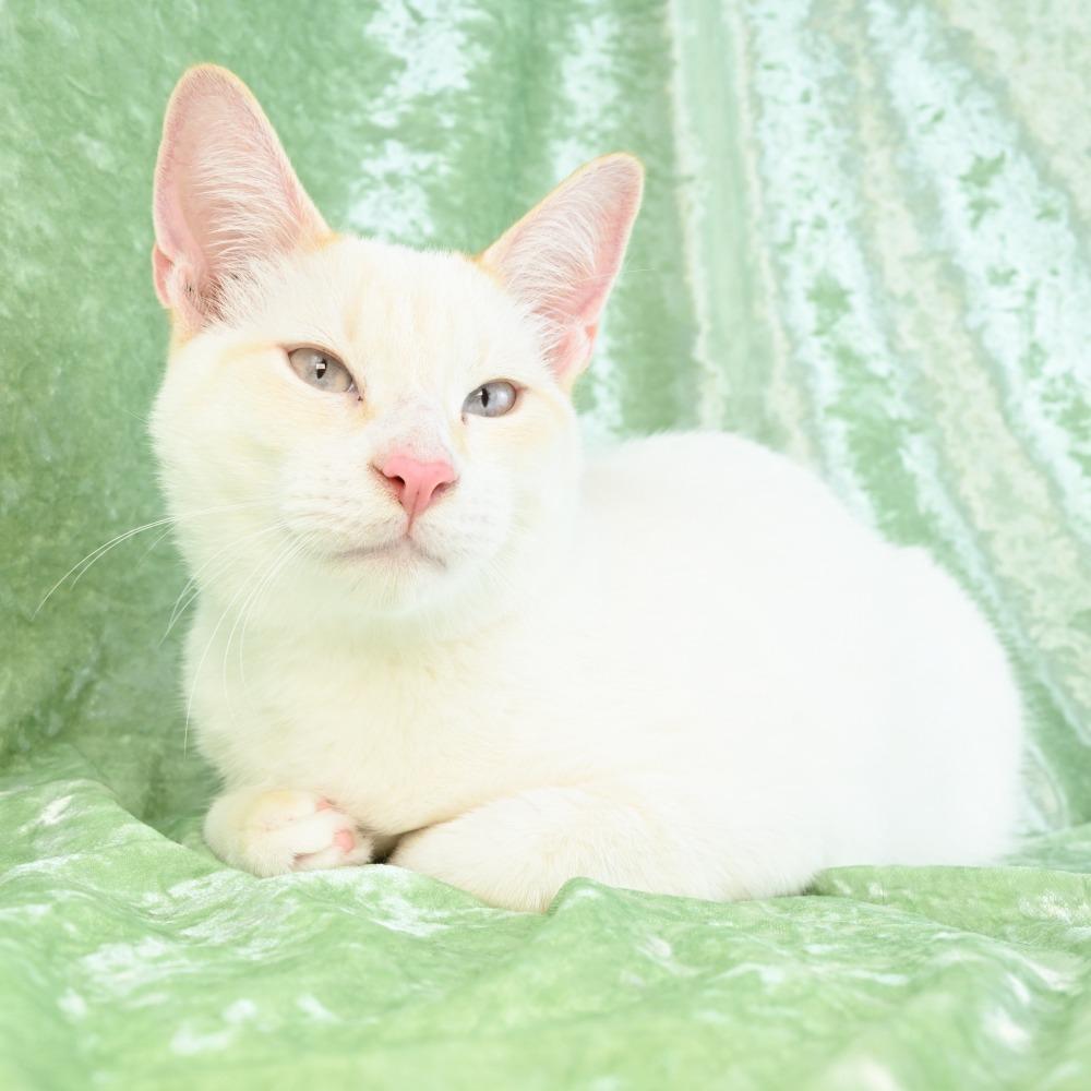 Enlarge Dexter, a Adoptable mixed breed in Mobile, AL image 5/6