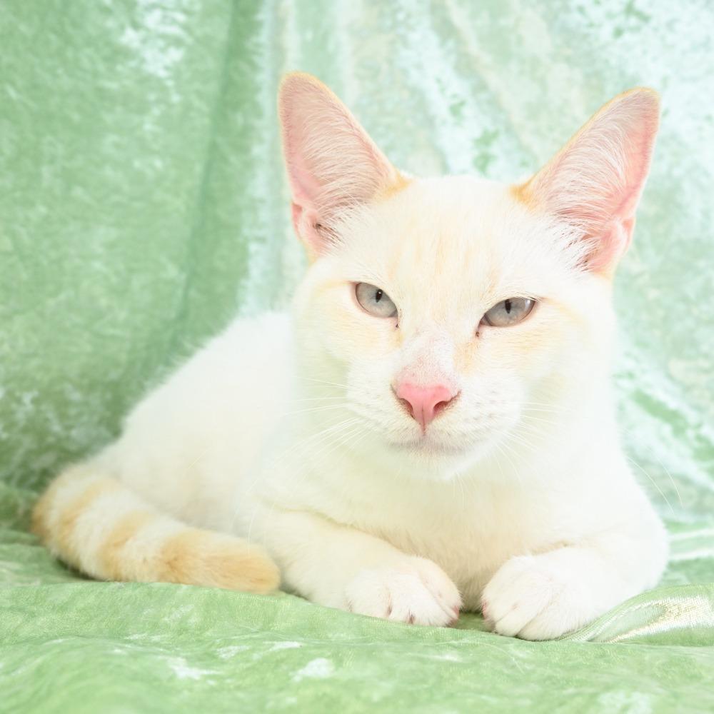 Enlarge Dexter, a Adoptable mixed breed in Mobile, AL image 6/6