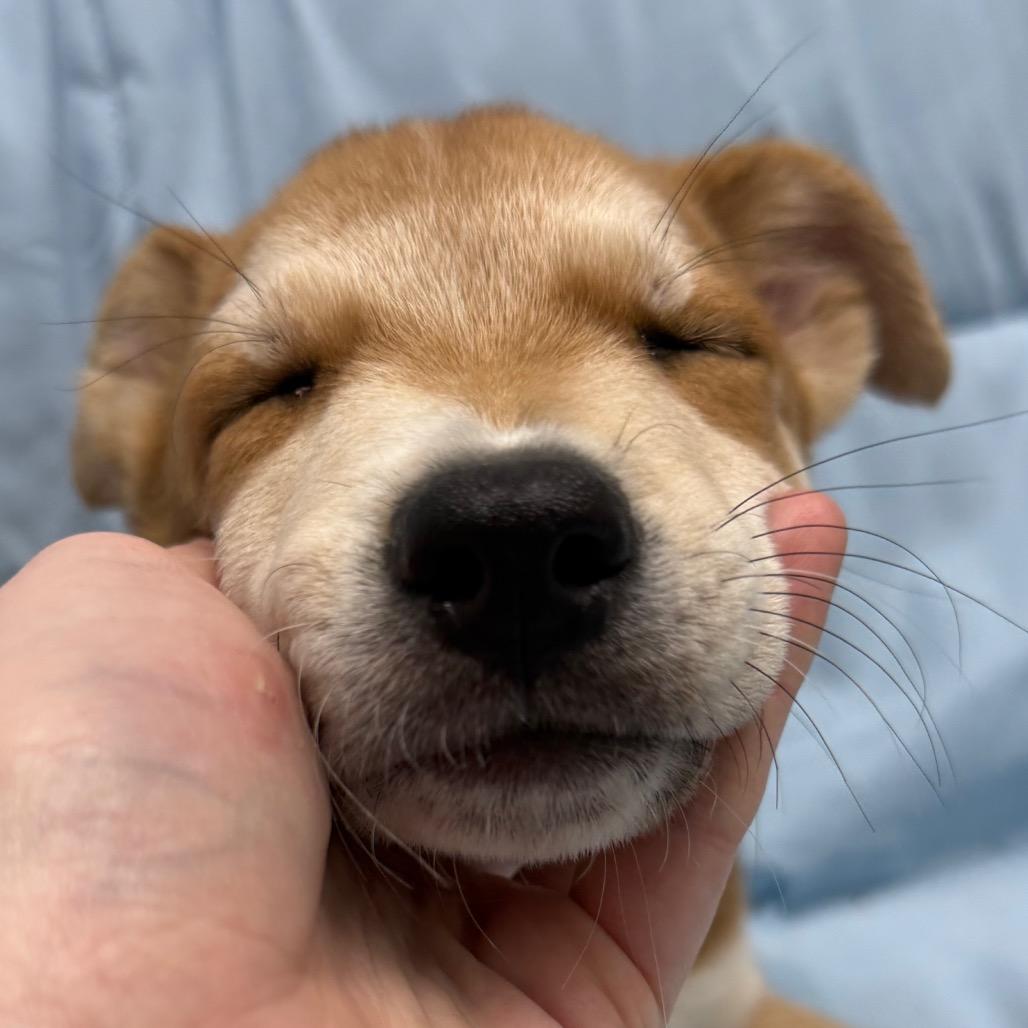 Enlarge Sasha, an adopted Mixed Breed in Monticello, IA image 3/6