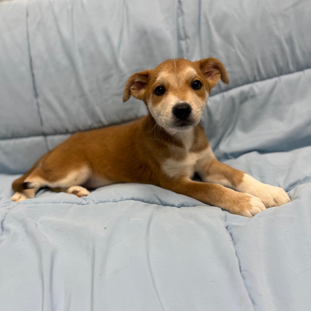 Enlarge Sasha, an adopted Mixed Breed in Monticello, IA image 5/6