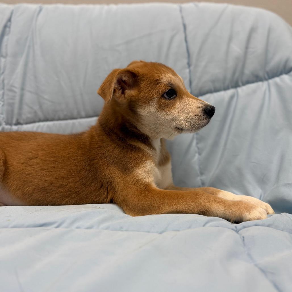 Enlarge Sasha, an adopted Mixed Breed in Monticello, IA image 4/6