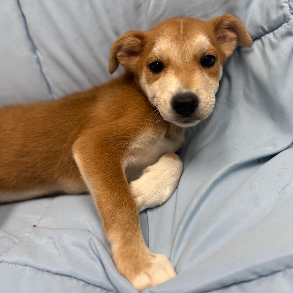 Enlarge Sasha, an adopted Mixed Breed in Monticello, IA image 2/6