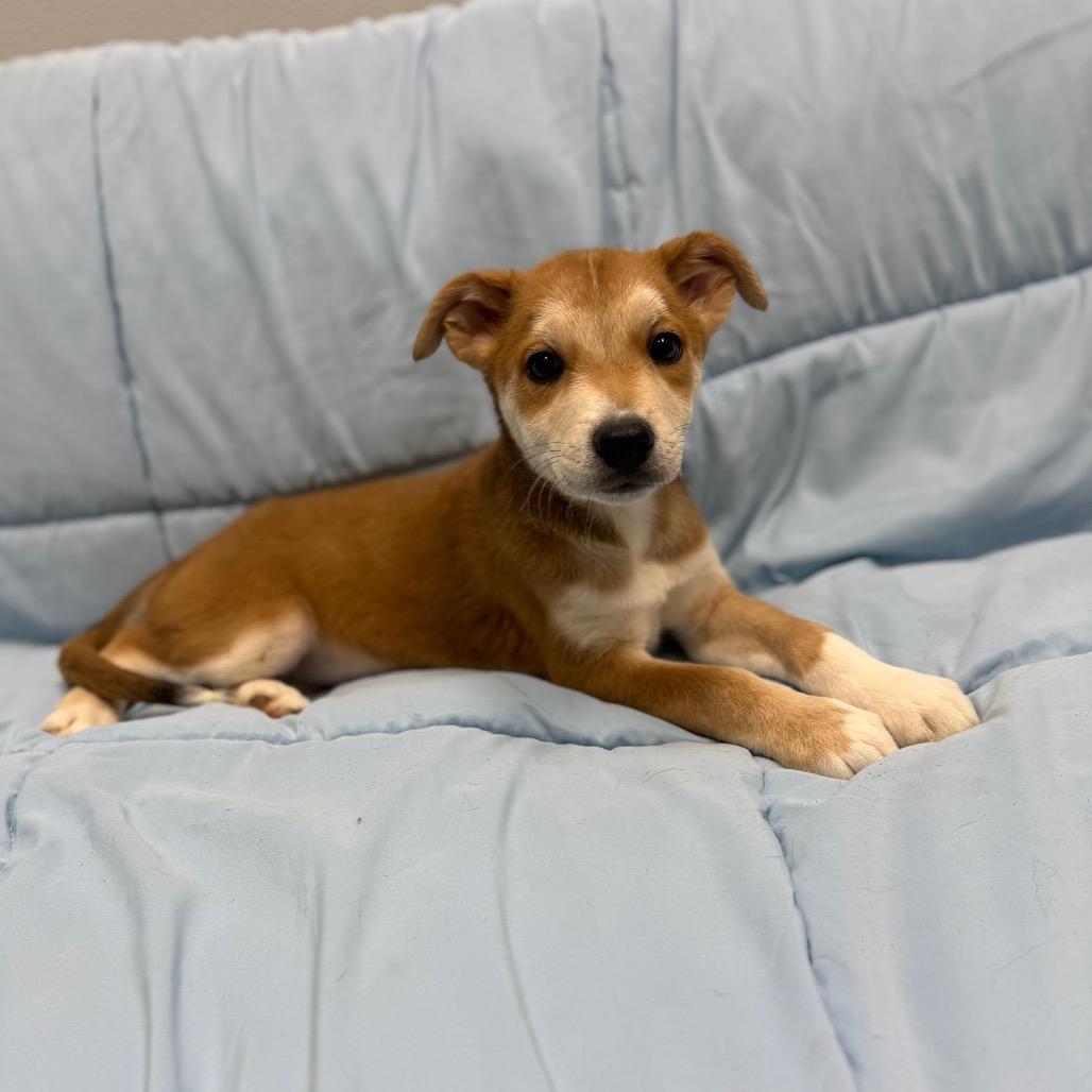 Enlarge Sasha, an adopted Mixed Breed in Monticello, IA image 6/6