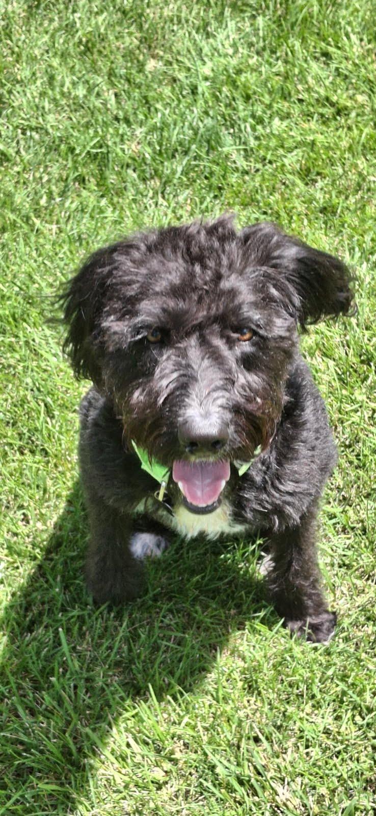 Enlarge Noodle, a ADOPTABLE Goldendoodle in Oswego, IL image 3/5