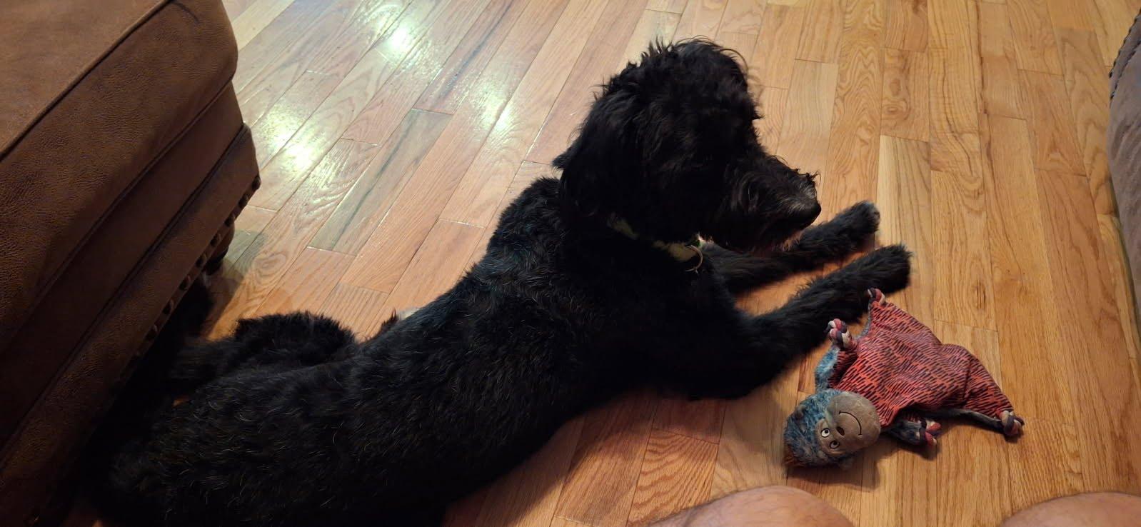 Enlarge Noodle, a ADOPTABLE Goldendoodle in Oswego, IL image 2/5