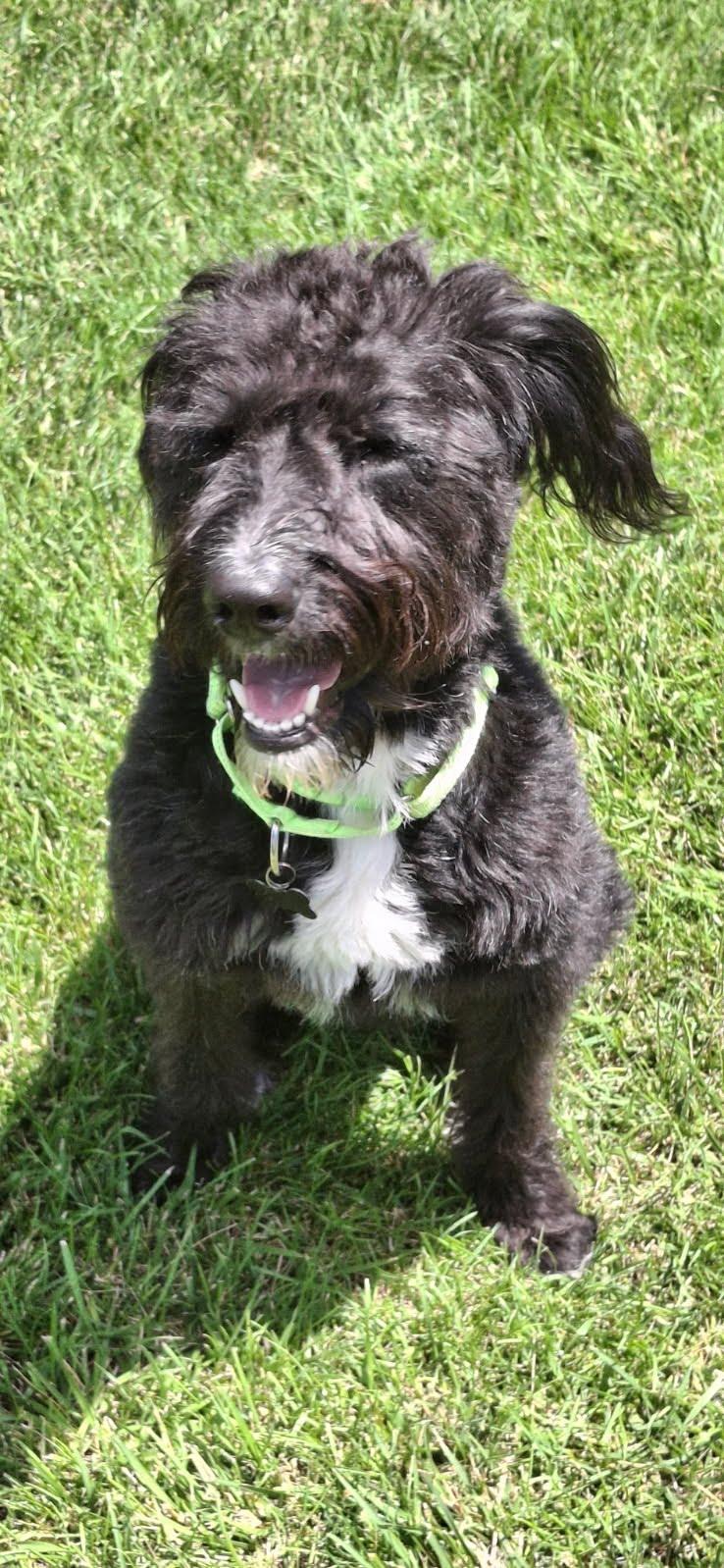 Noodle, ADOPTABLE, Young Male Goldendoodle.