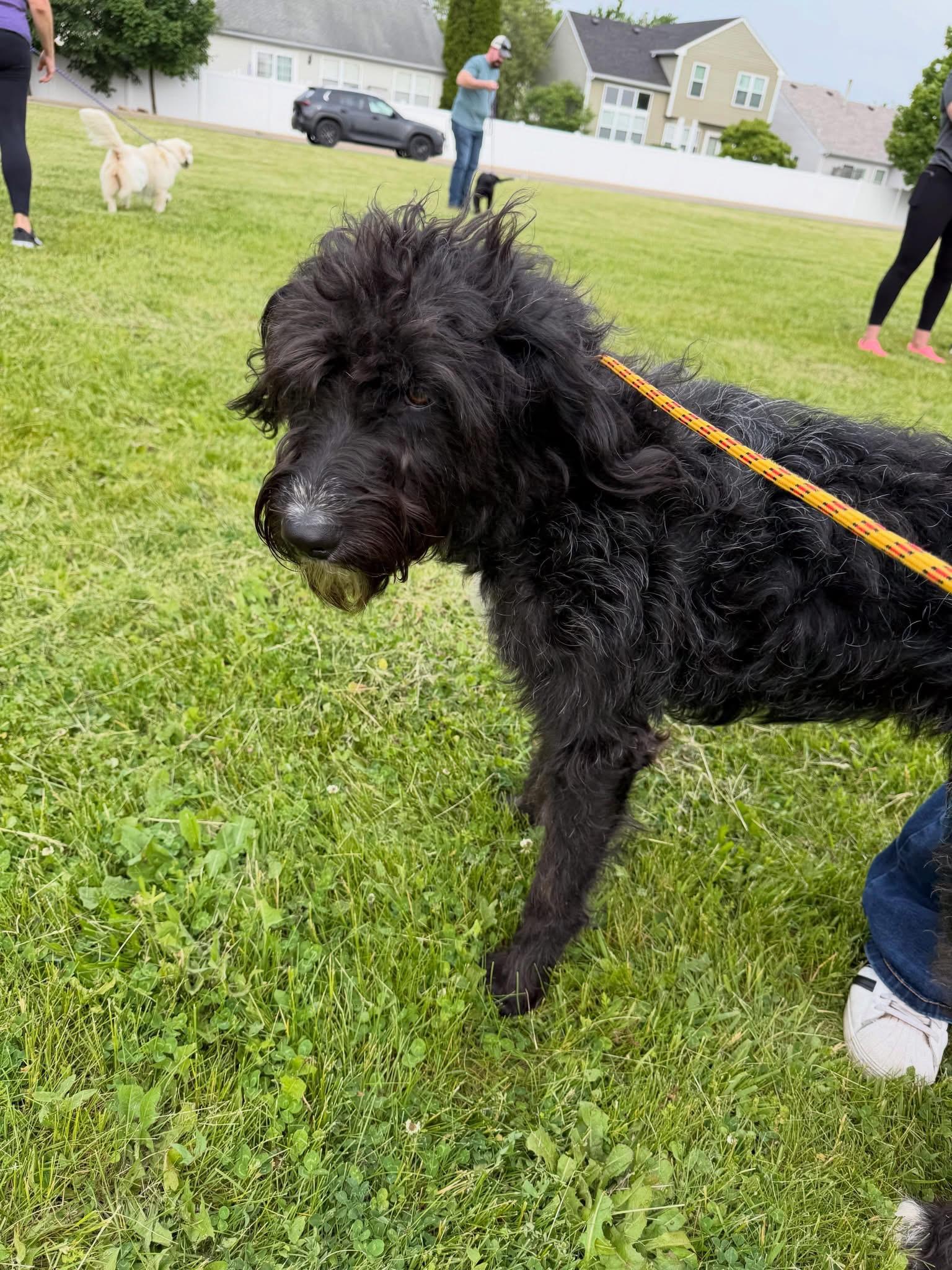 Enlarge Noodle, a ADOPTABLE Goldendoodle in Oswego, IL image 5/5