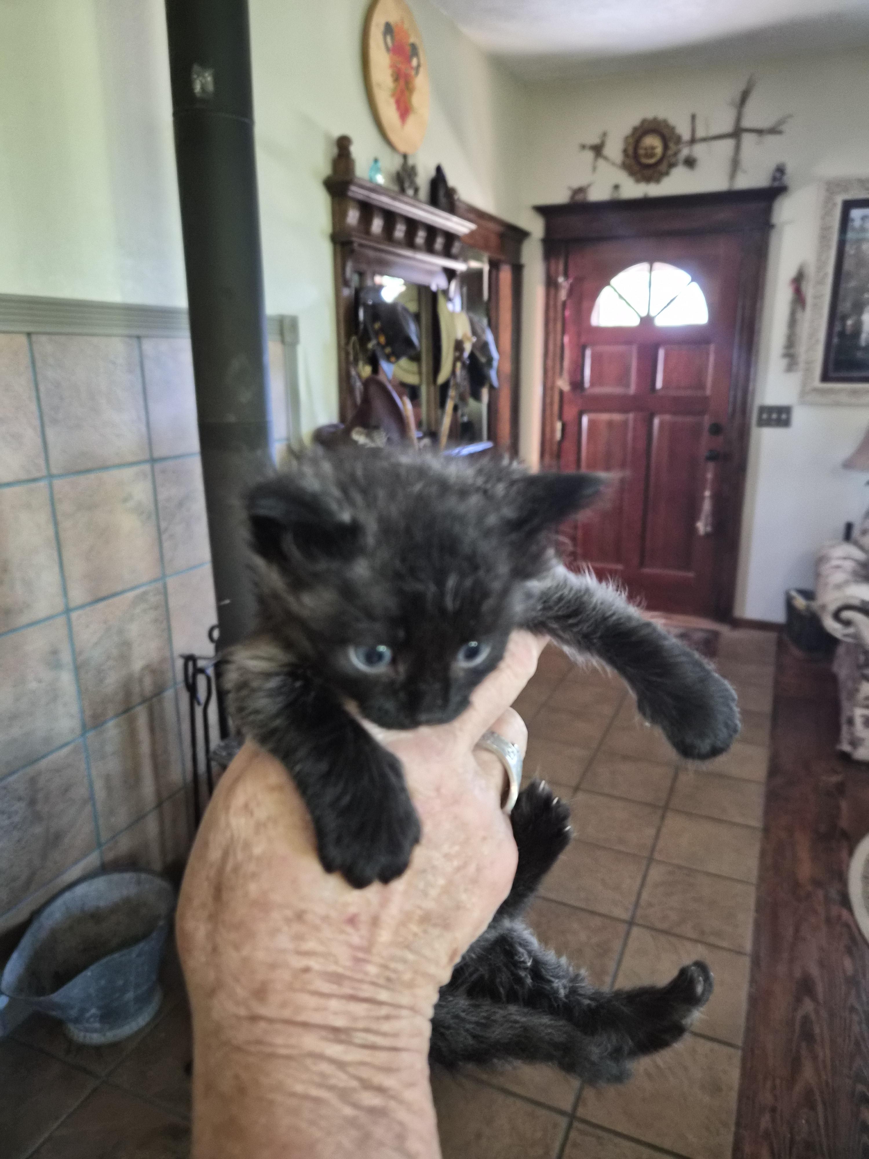 Fae, ADOPTABLE, Kitten Female Domestic Short Hair.