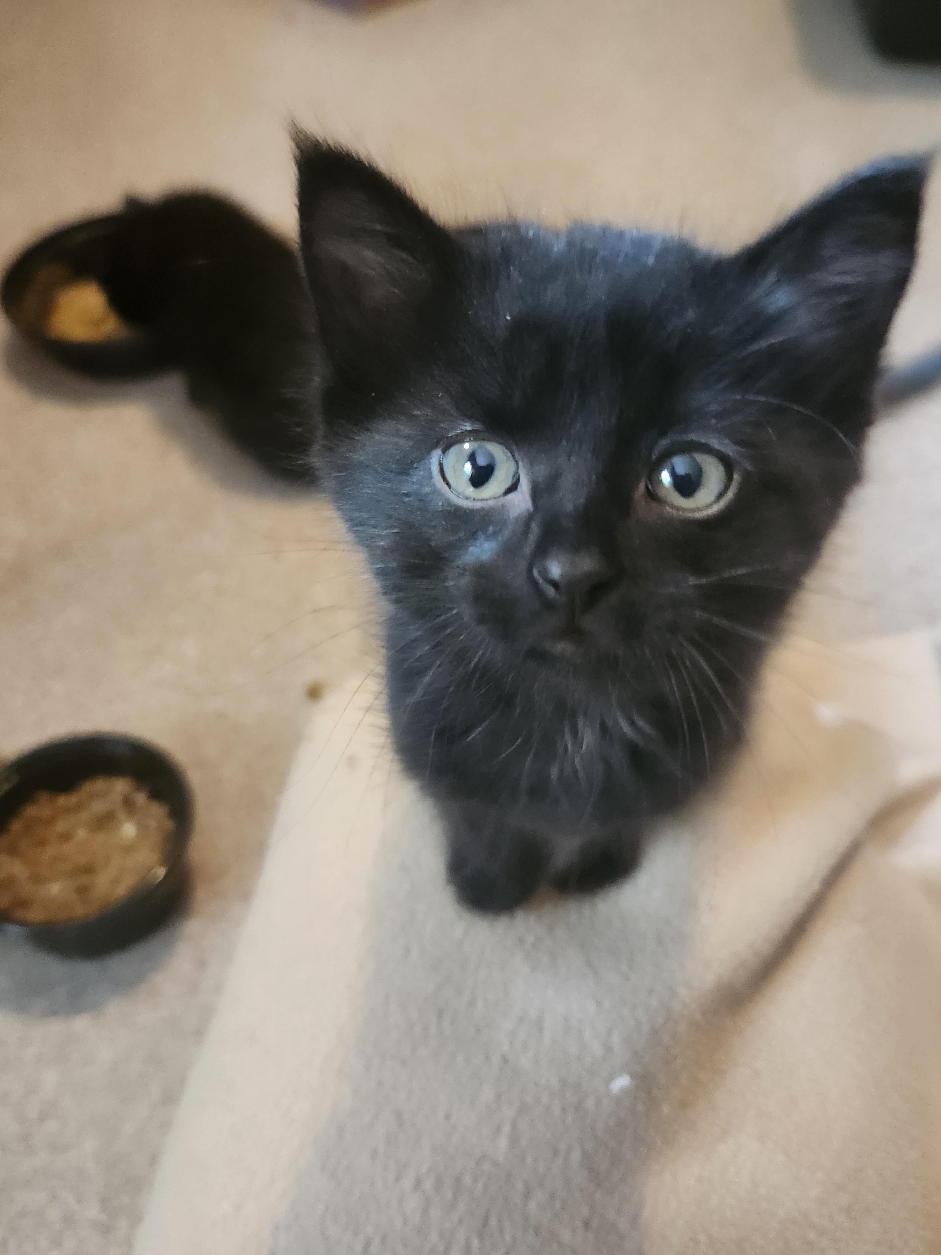 Enlarge Fae, a ADOPTABLE Domestic Short Hair in Greeley, CO image 2/3