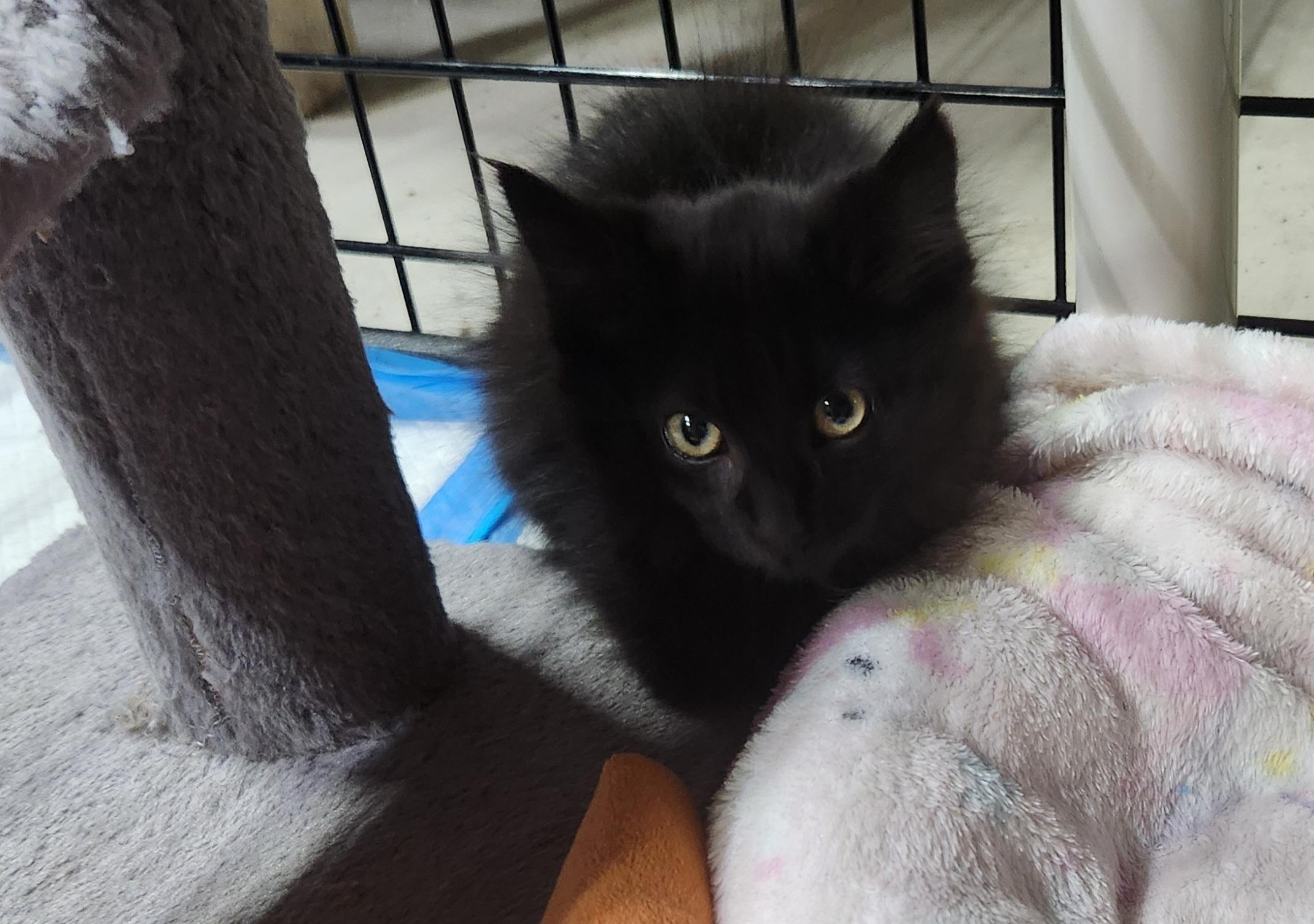 Enlarge Fae, a ADOPTABLE Domestic Short Hair in Greeley, CO image 3/3