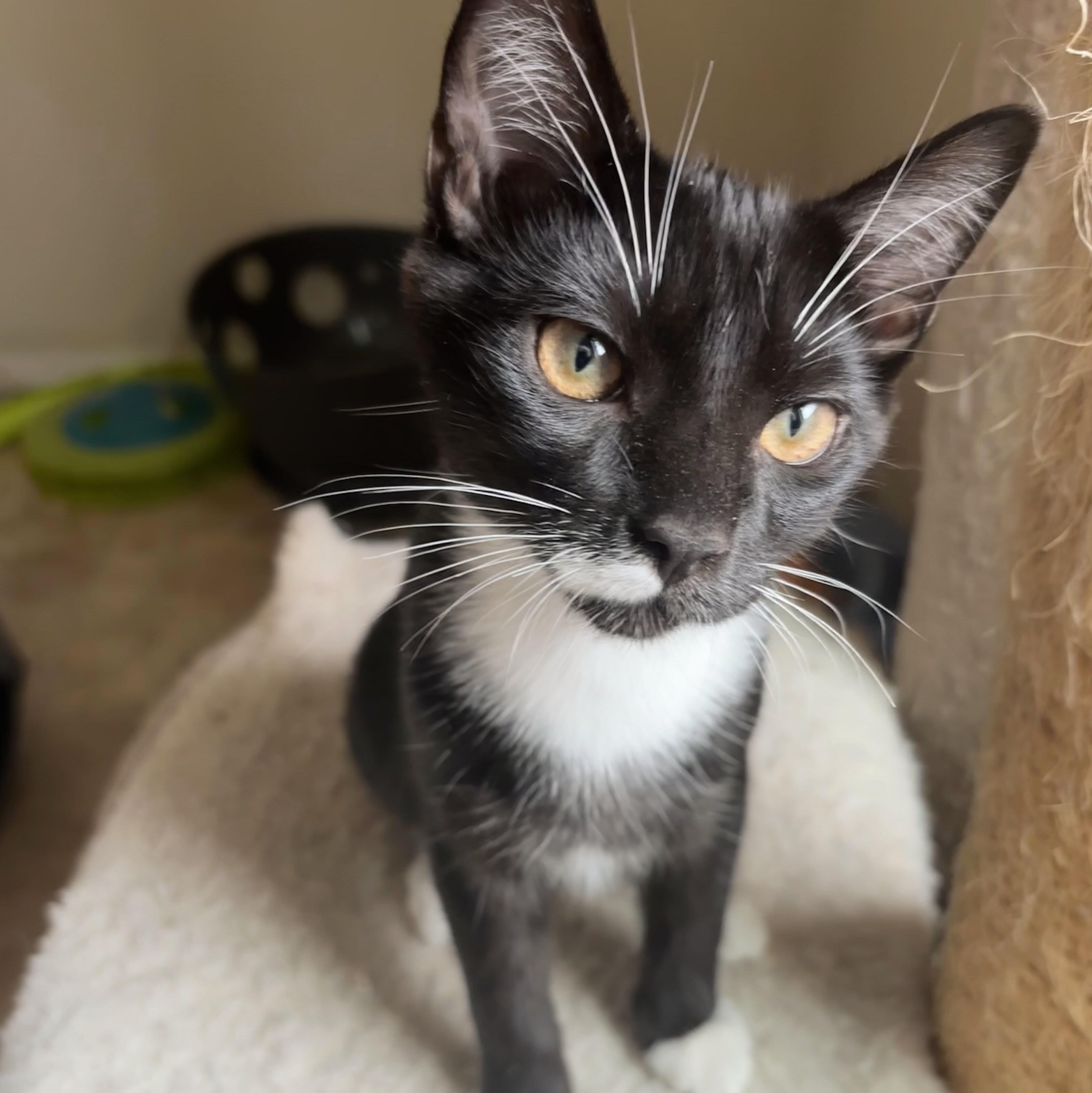 Bruno, Adoptable, Kitten Male Domestic Short Hair & Tuxedo.