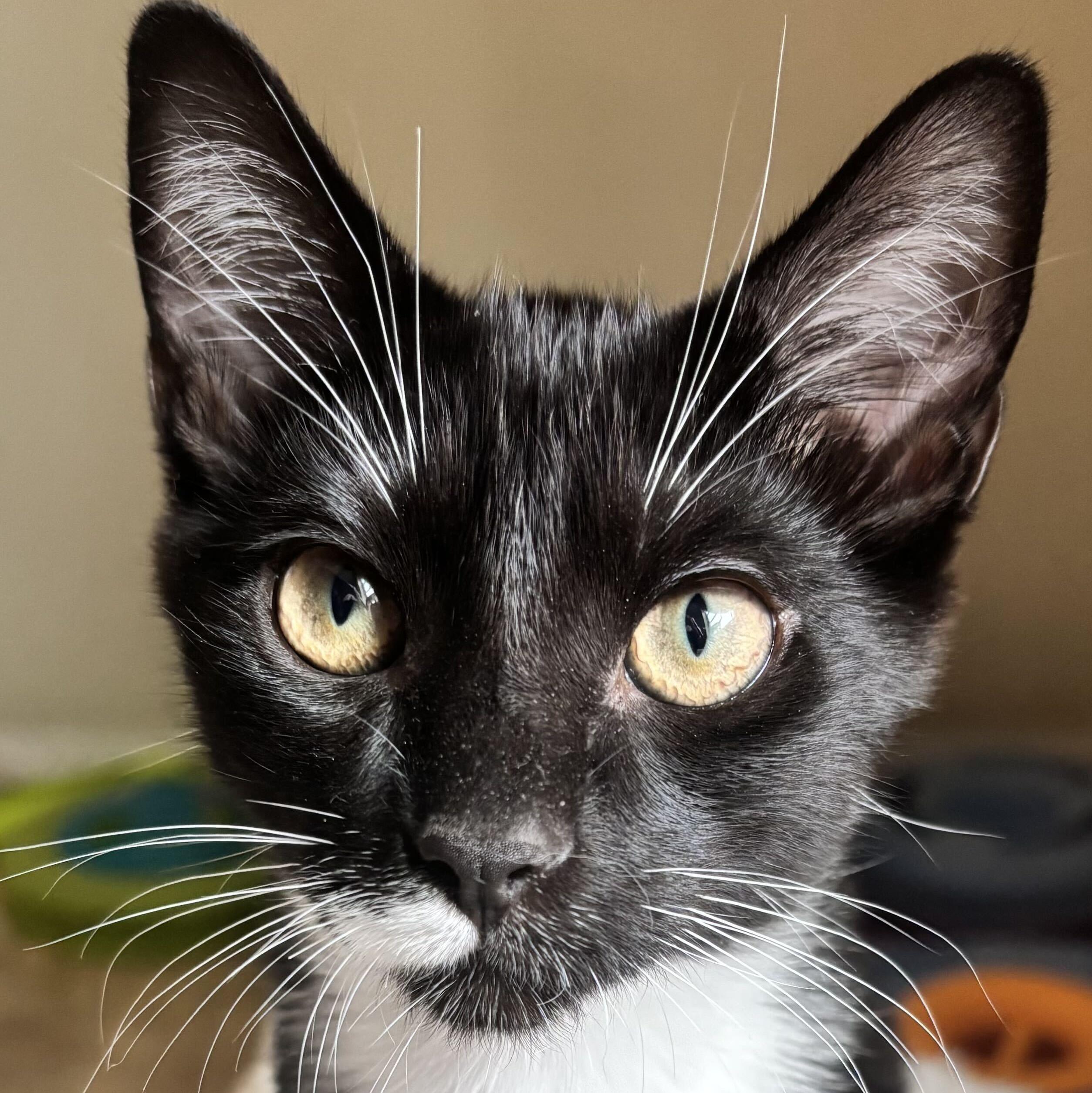 Enlarge Bruno, a Adoptable mixed breed in Wilsonville, OR image 2/6