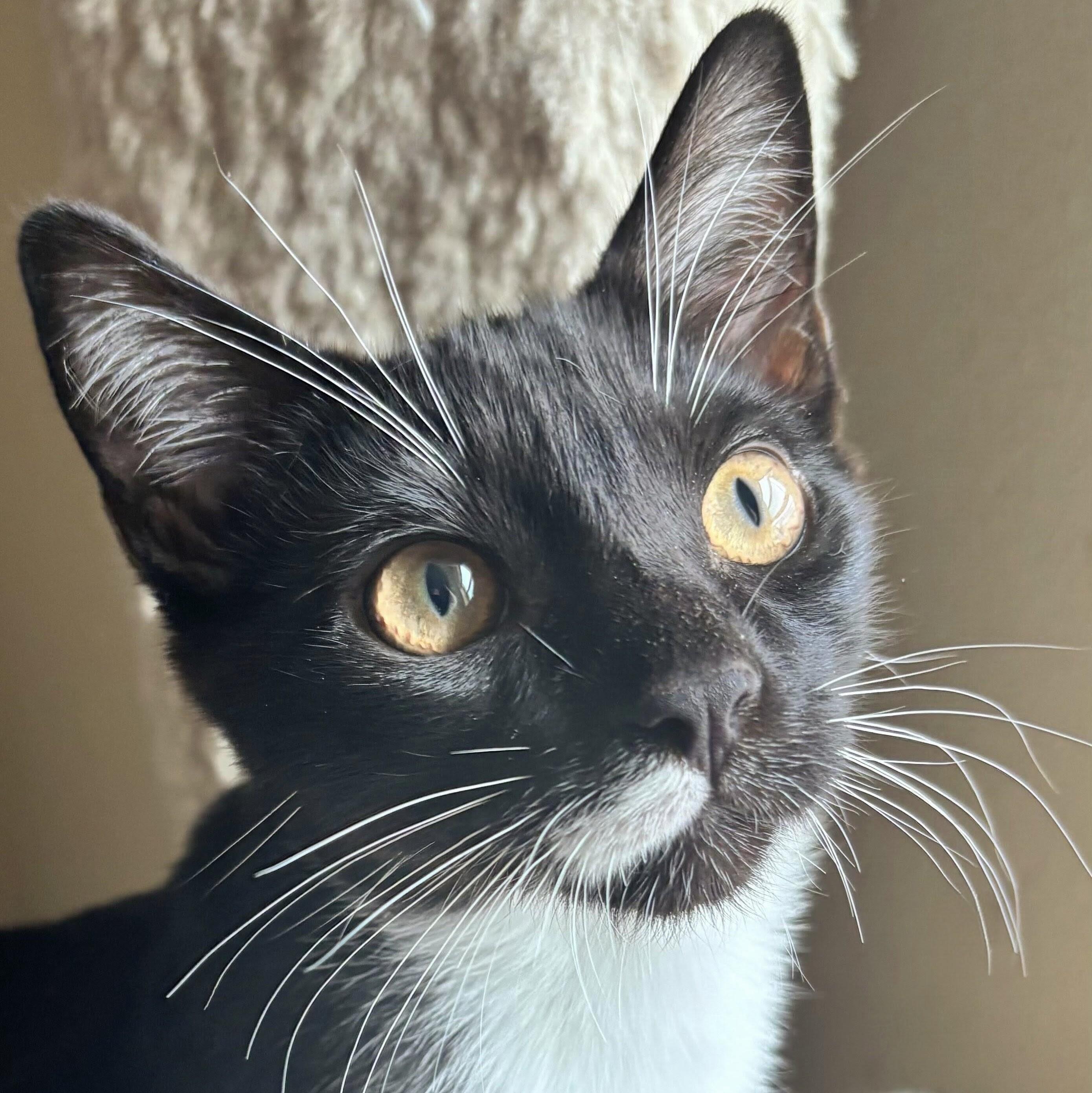 Enlarge Bruno, a Adoptable mixed breed in Wilsonville, OR image 3/6