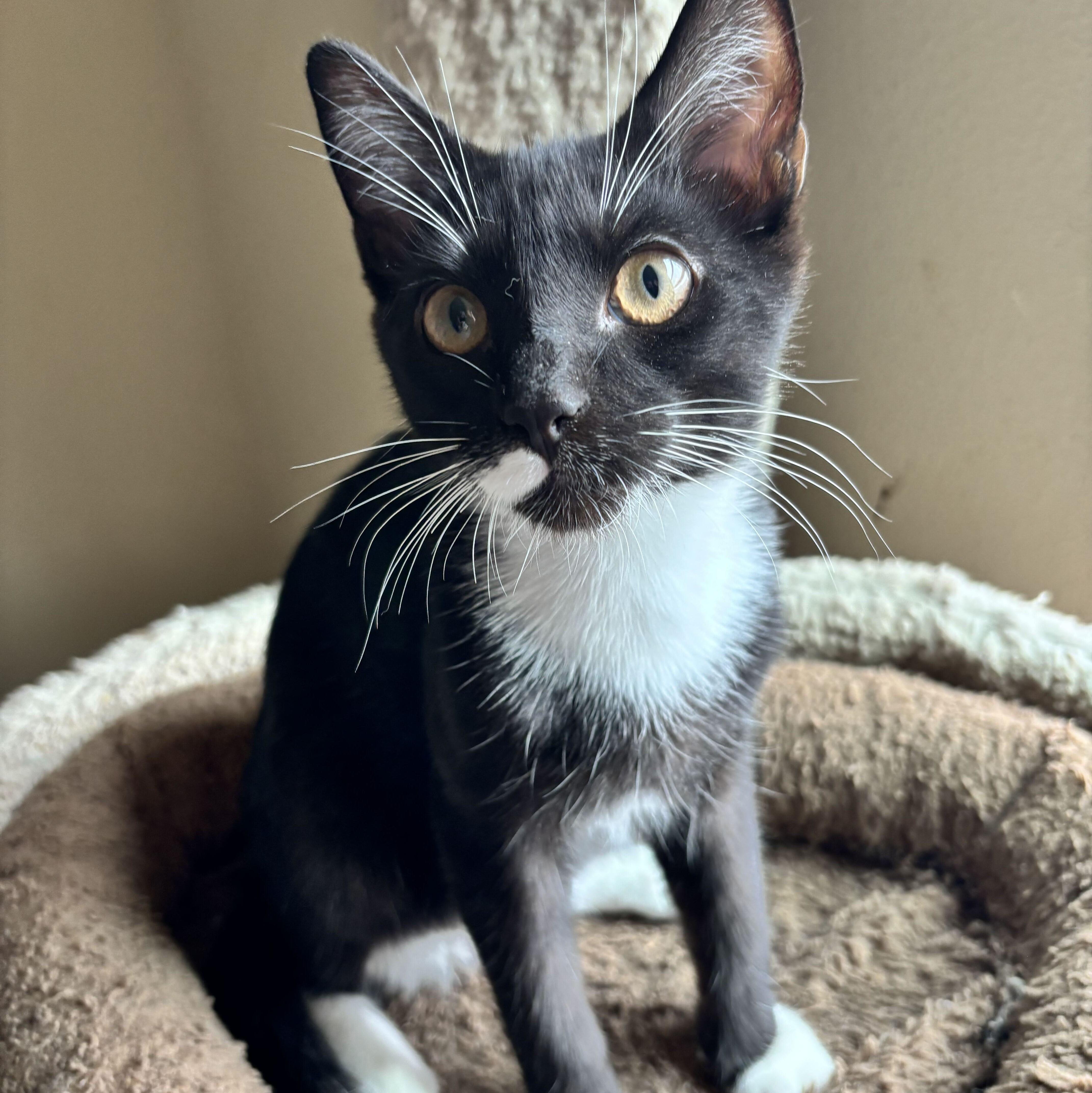 Enlarge Bruno, a Adoptable mixed breed in Wilsonville, OR image 4/6