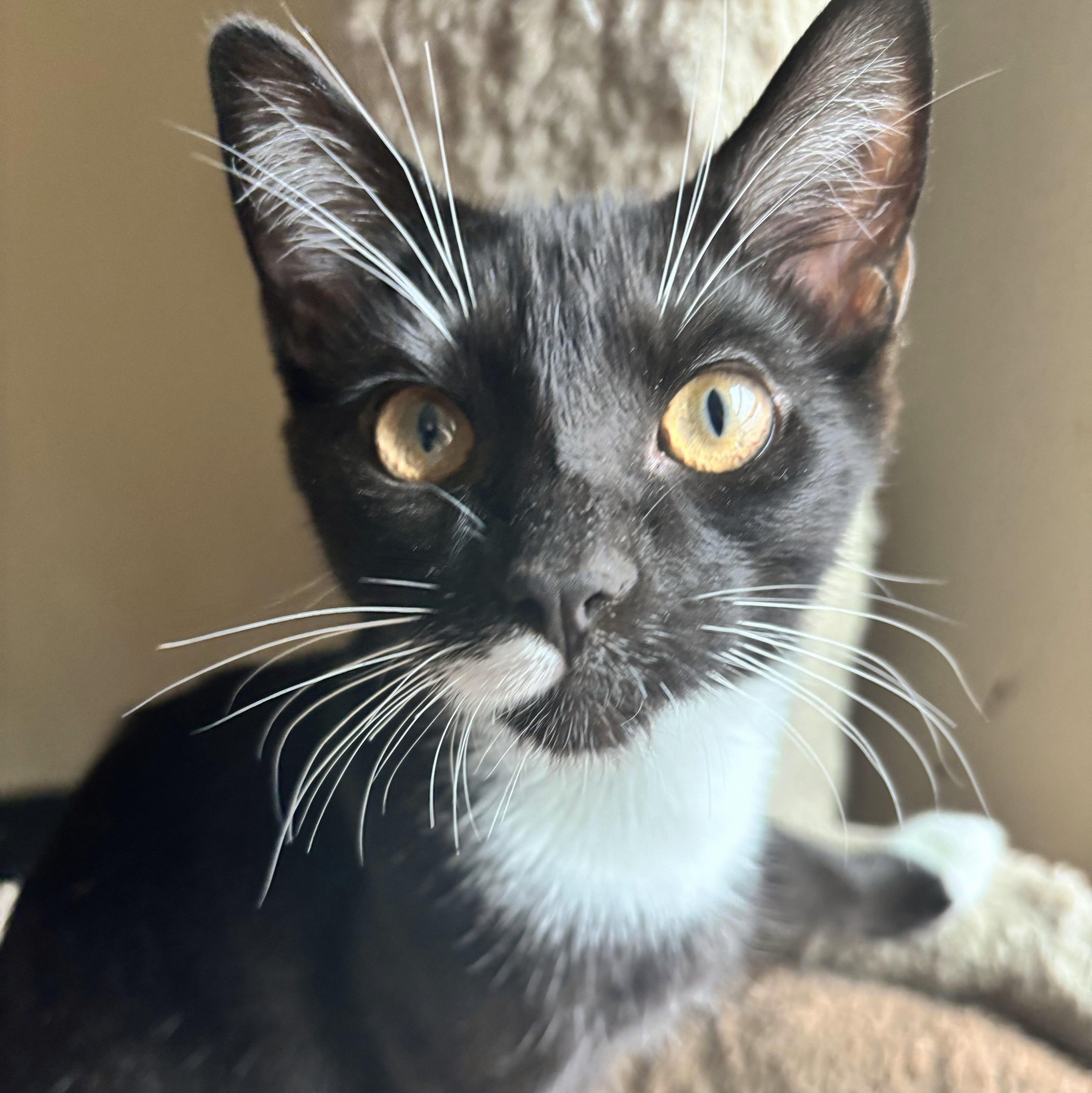 Enlarge Bruno, a Adoptable mixed breed in Wilsonville, OR image 6/6