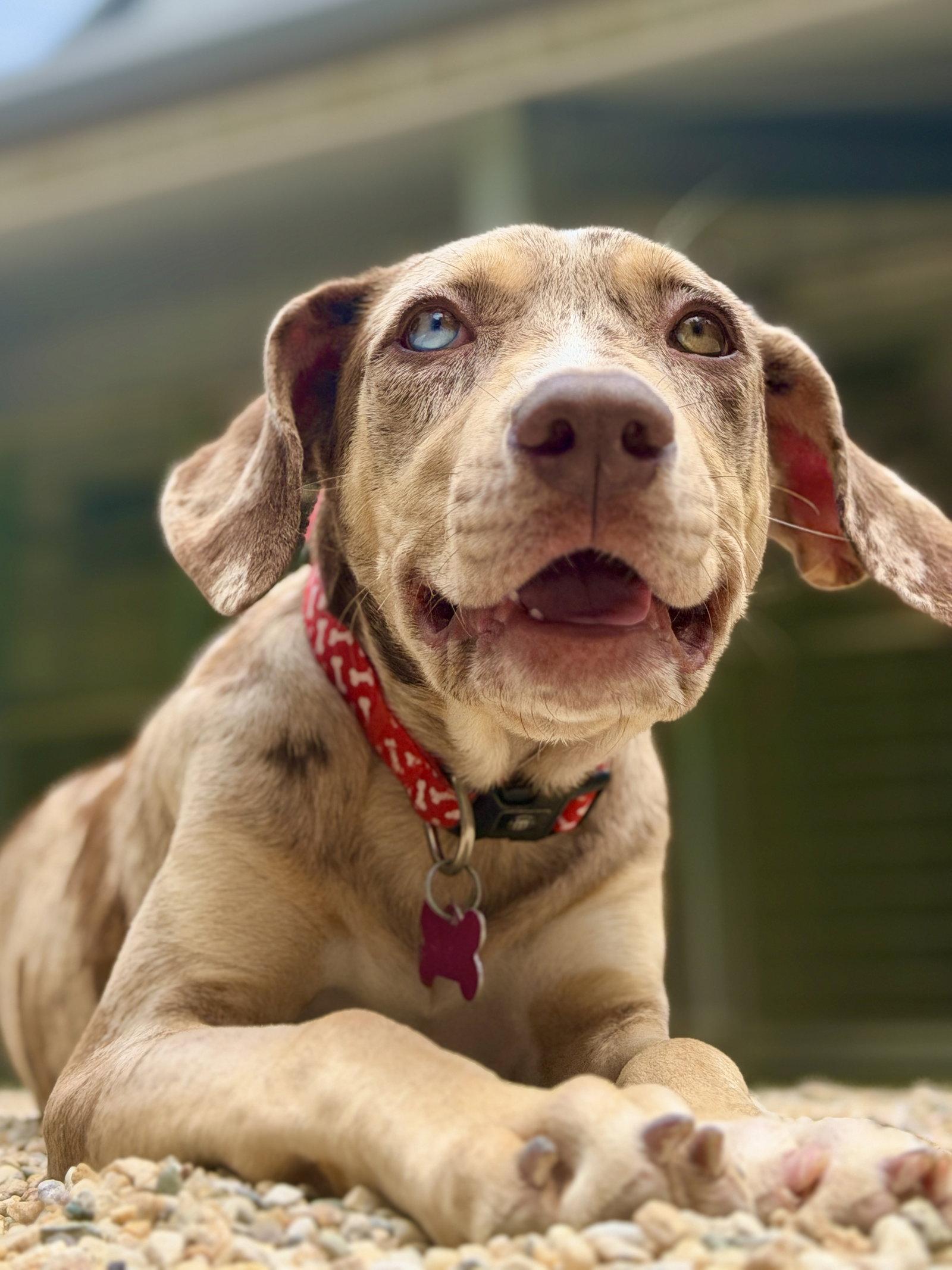 Tulip, Adoptable, Young Female Catahoula Leopard Dog.