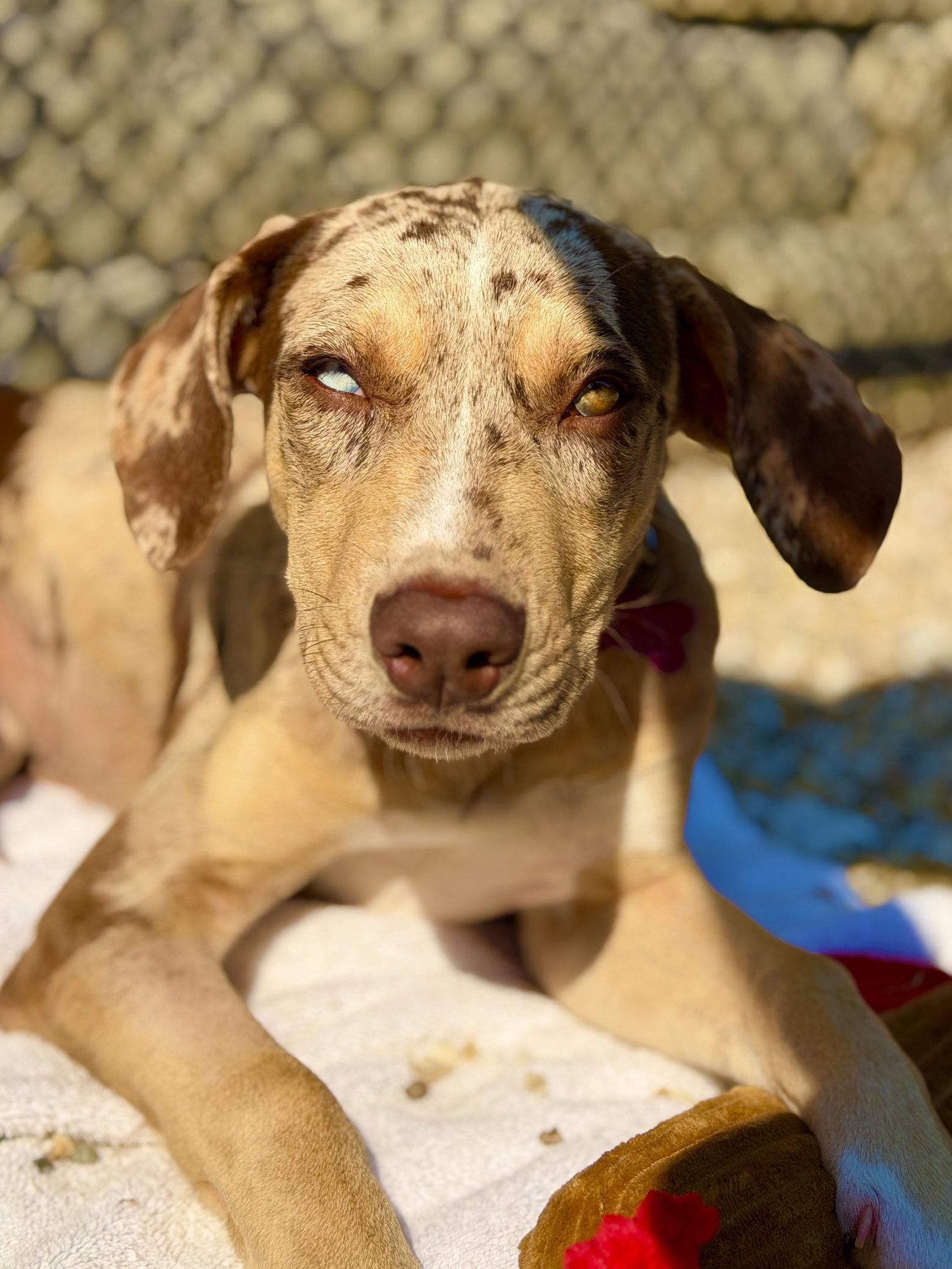 Tulip, a Adoptable Catahoula Leopard Dog in West Cornwall, CT image 2/3