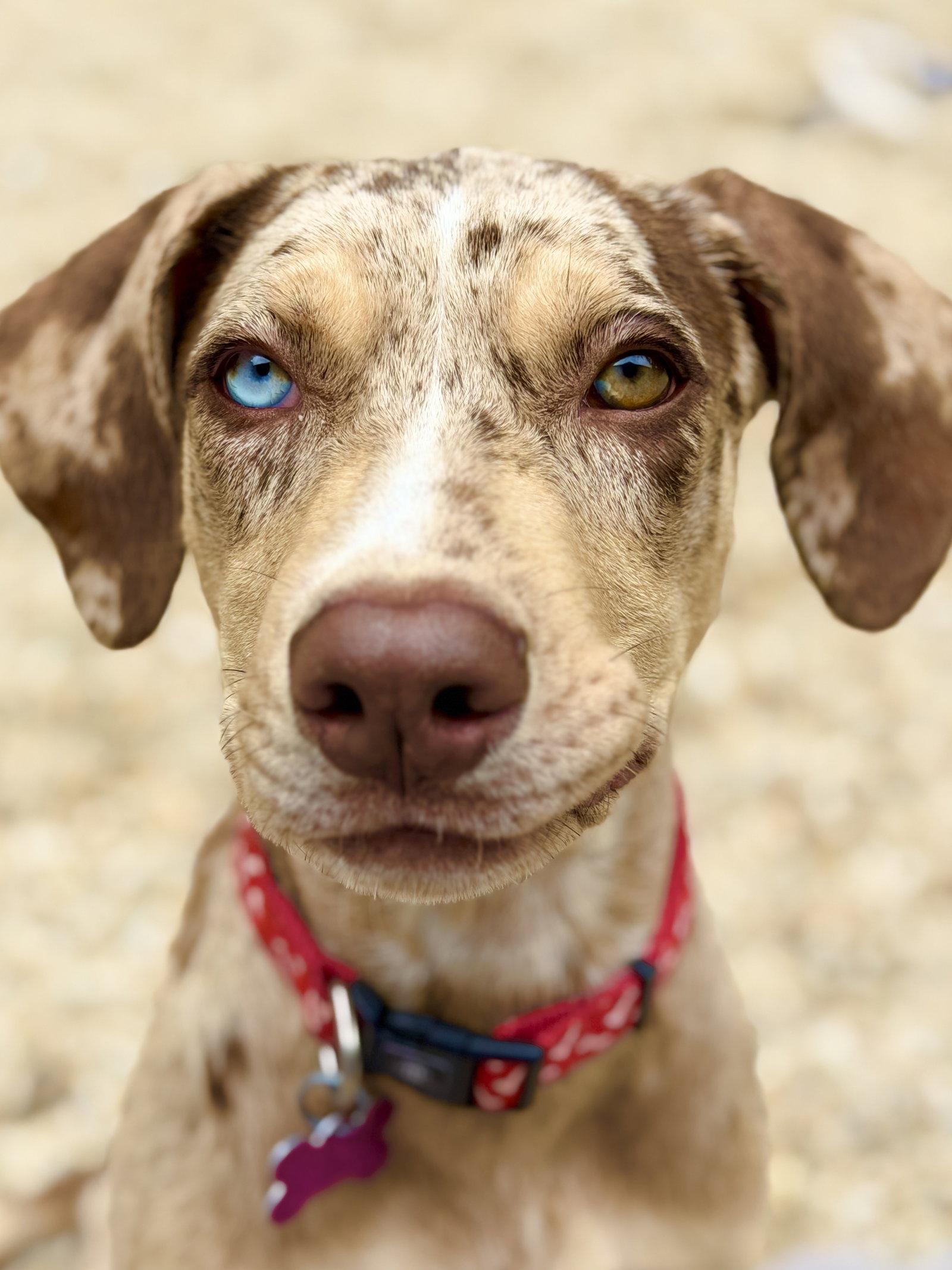 Tulip, a Adoptable Catahoula Leopard Dog in West Cornwall, CT image 3/3