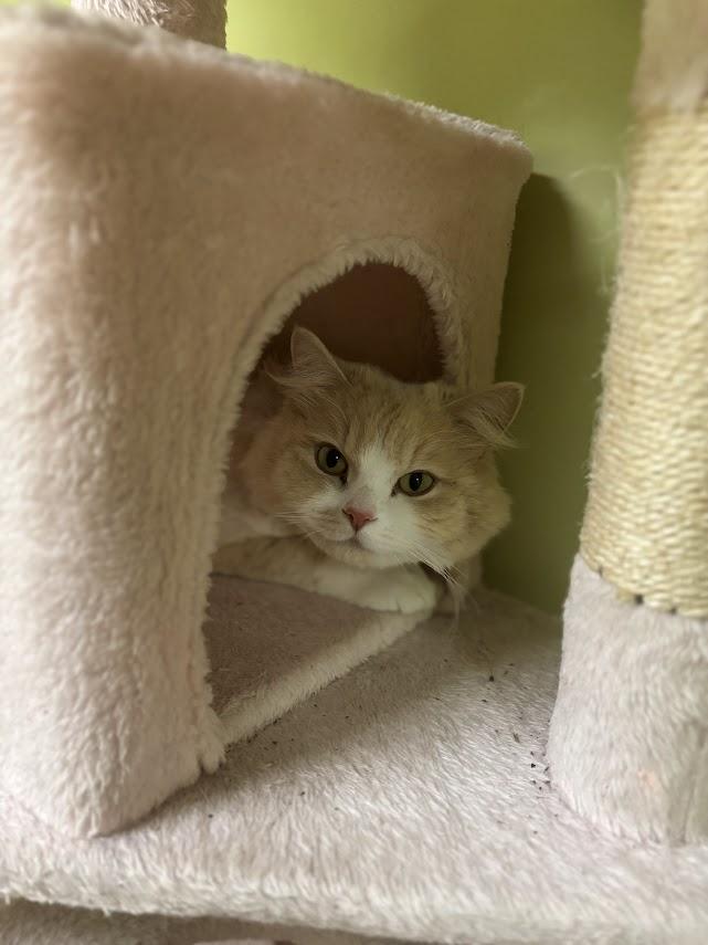 Barnaby, adopted, Adult Male Domestic Long Hair.