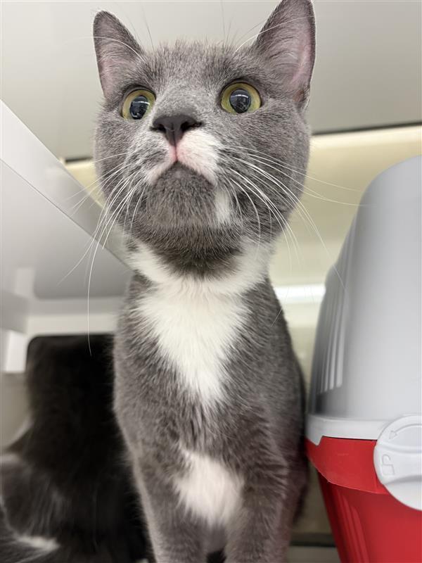 Phantom, Adoptable, Young Male Domestic Short Hair.