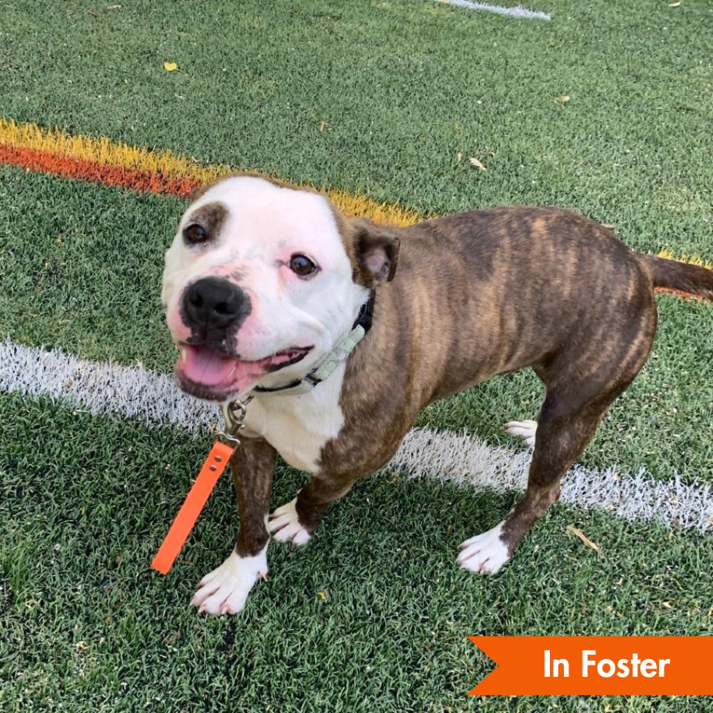 Pink Pantheress, Adoptable, Adult Female Pit Bull Terrier.