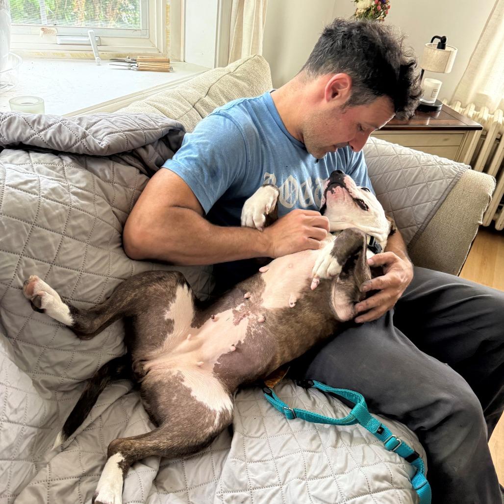 Pink Pantheress, Adoptable, Adult Female Pit Bull Terrier.