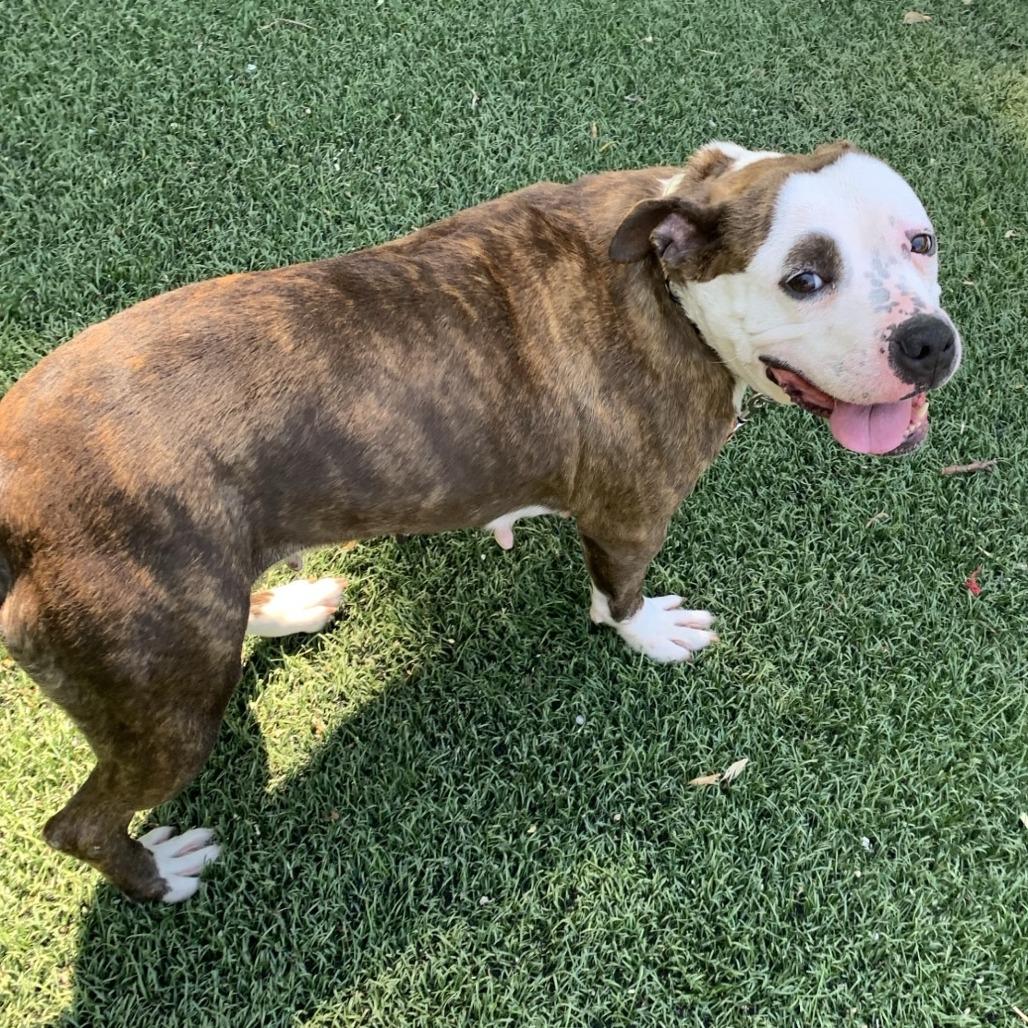 Enlarge Pink Pantheress, a Adoptable Pit Bull Terrier in Baltimore, MD image 2/2