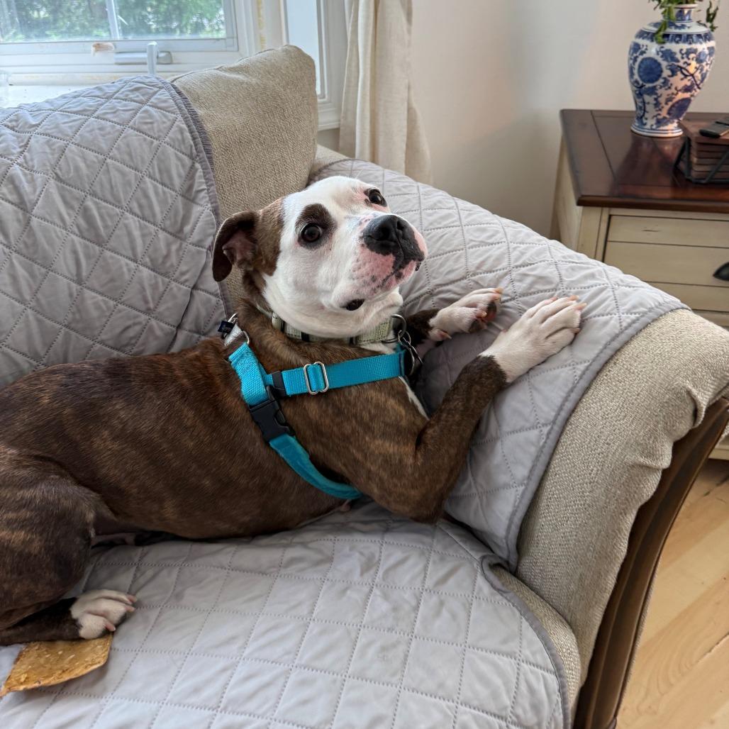 Enlarge Pink Pantheress, a Adoptable Pit Bull Terrier in Baltimore, MD image 3/4