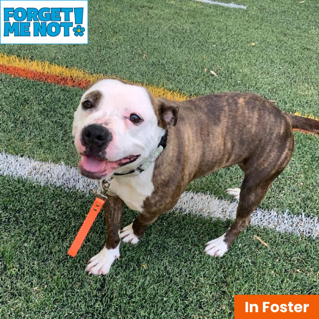 Pink Pantheress, a Adoptable Pit Bull Terrier in Baltimore, MD image 2/2