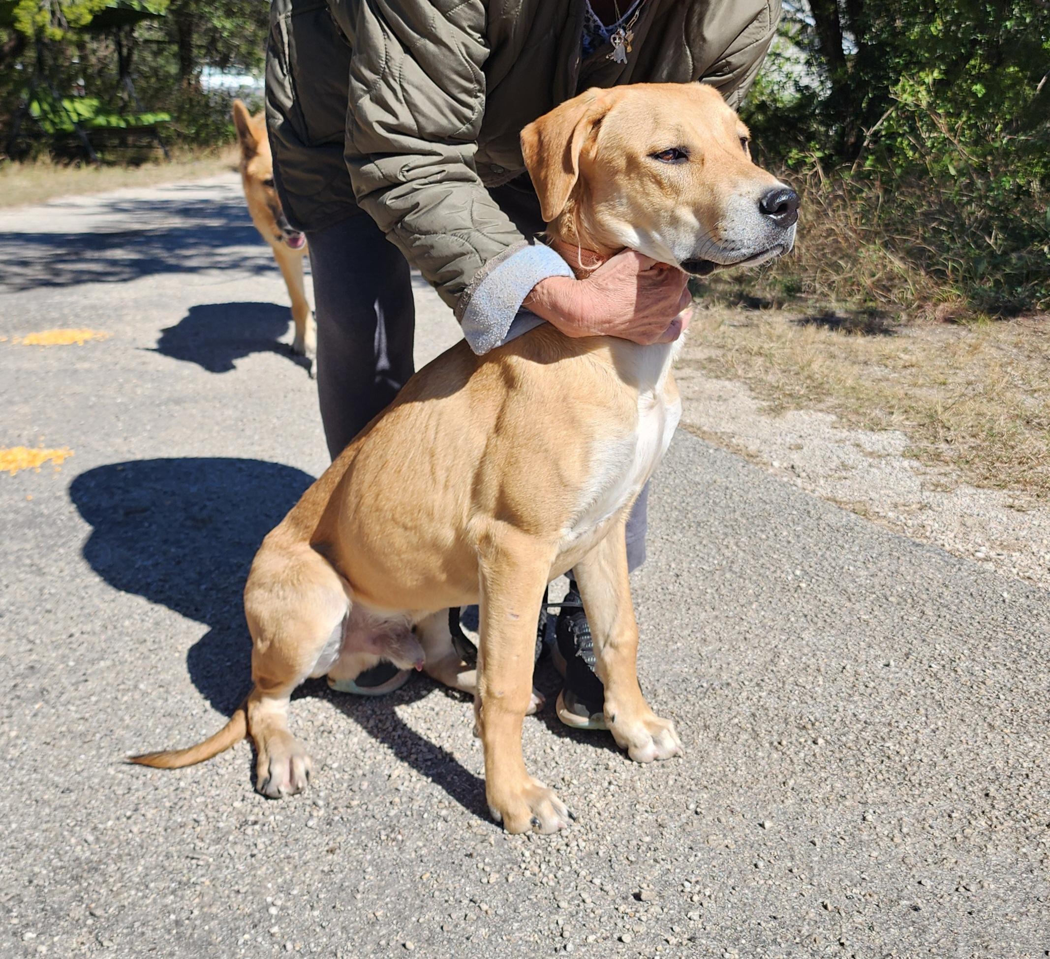 Enlarge Luke, a Adoptable mixed breed in Kyle, TX image 3/4