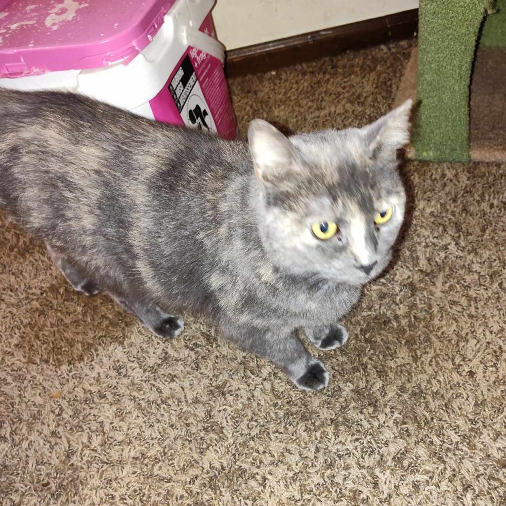 Tinkerbell, Adoptable, Adult Female Domestic Short Hair.