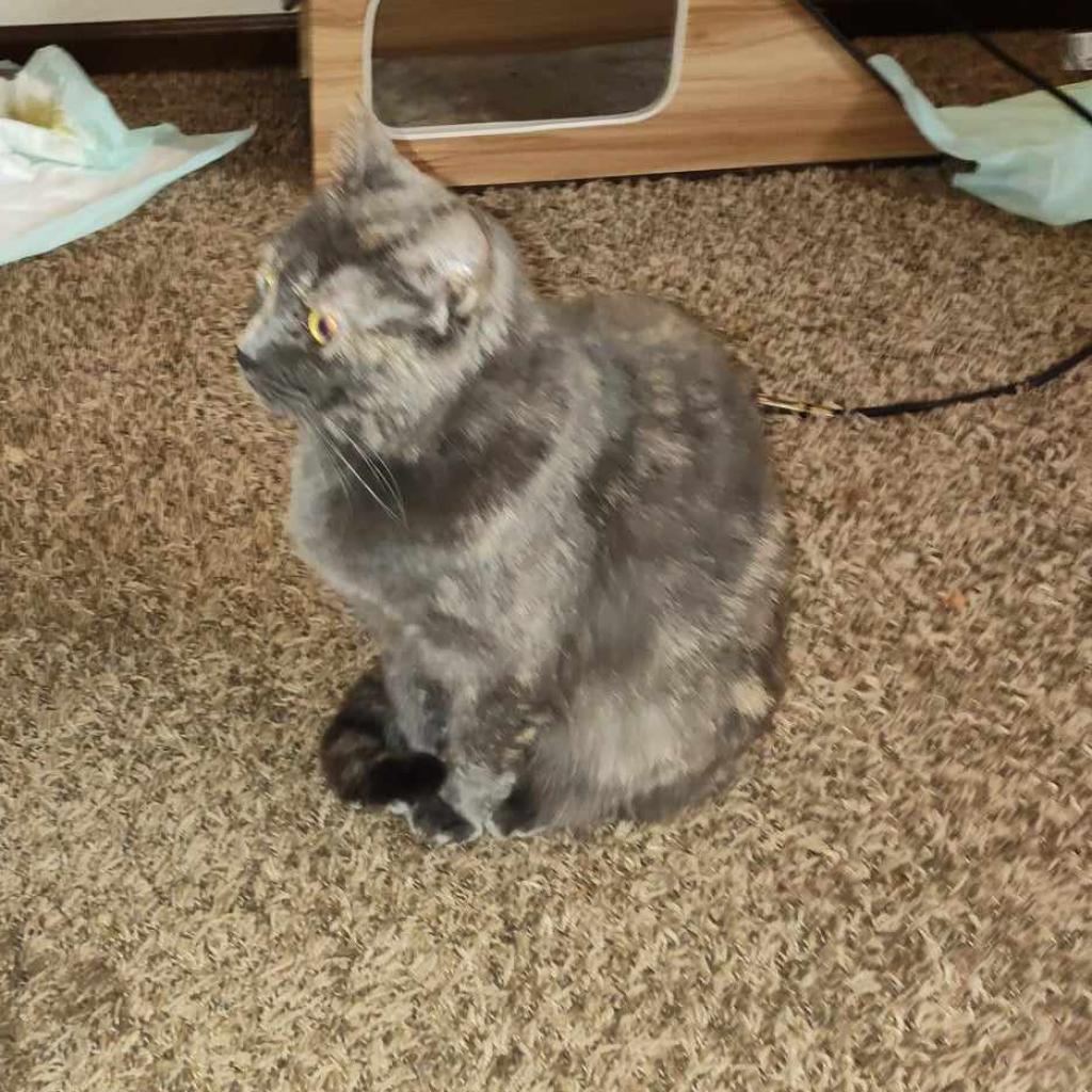 Tinkerbell, a Adoptable Domestic Short Hair in Hinesville, GA image 2/3