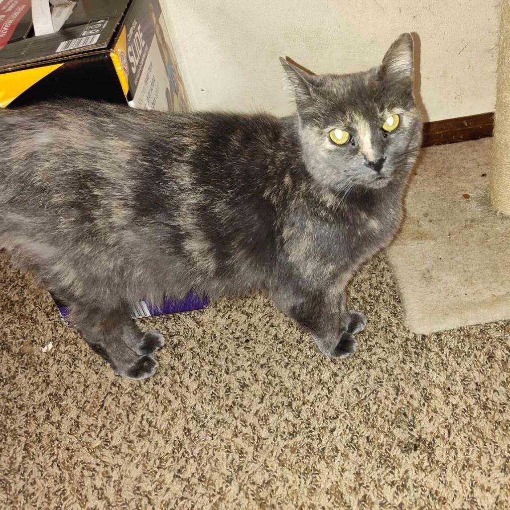 Tinkerbell, a Adoptable Domestic Short Hair in Hinesville, GA image 3/3