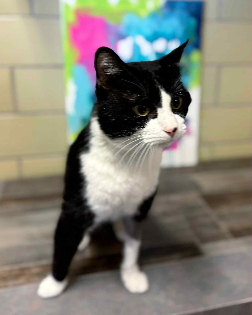 Maestro, Adoptable, Adult Male Domestic Short Hair.