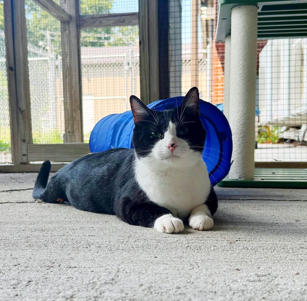 Maestro, Adoptable, Young Male Domestic Short Hair.