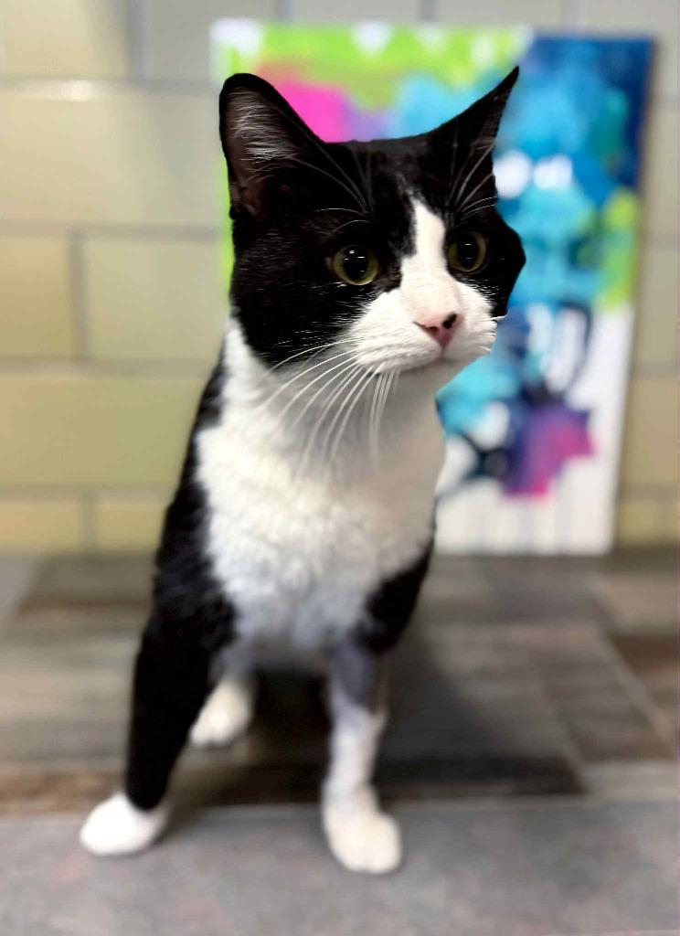 Enlarge Maestro, a Adoptable mixed breed in Effingham, IL image 2/3