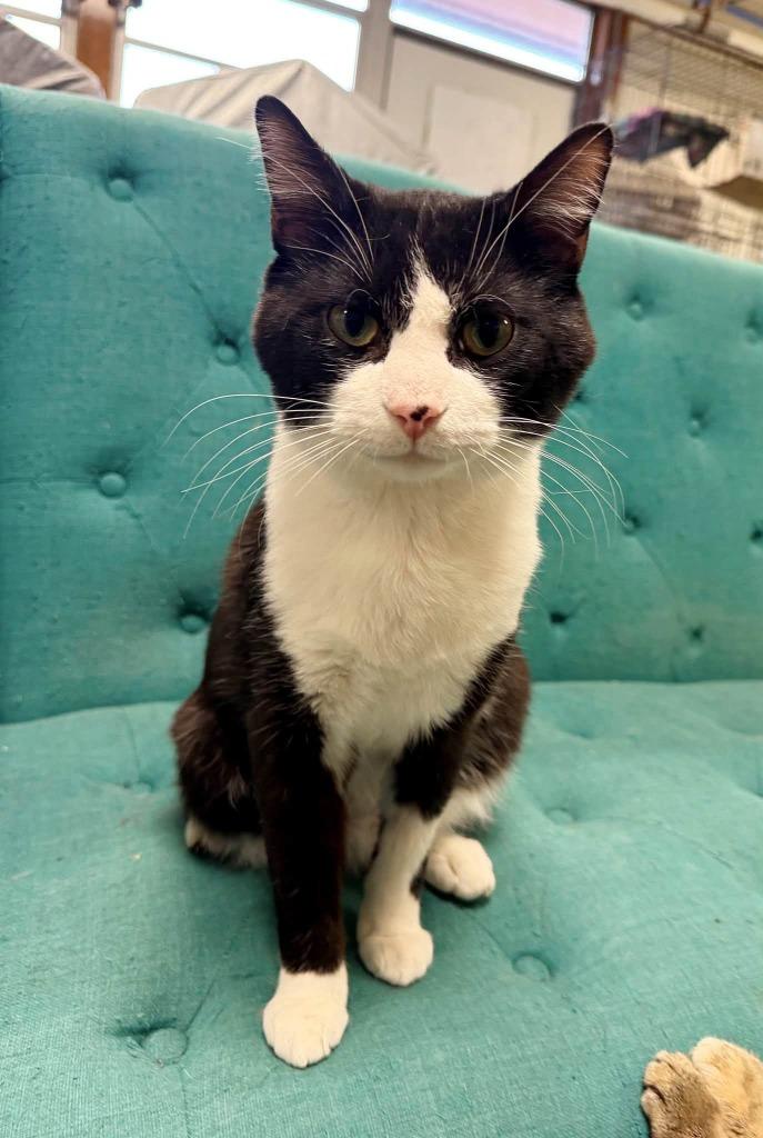 Enlarge Maestro, a Adoptable mixed breed in Effingham, IL image 3/6
