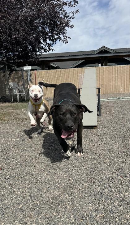 Enlarge Stetson, a Adoptable mixed breed in Redmond, OR image 2/3