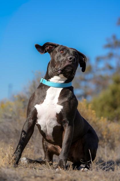 Stetson, Adoptable, Adult Male American Staffordshire Terrier.
