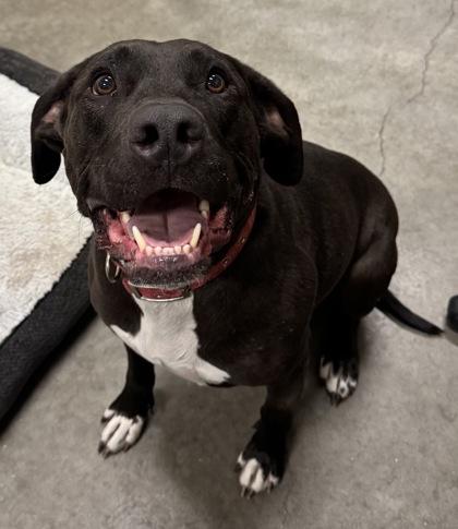 Enlarge Stetson, a Adoptable mixed breed in Redmond, OR image 3/3