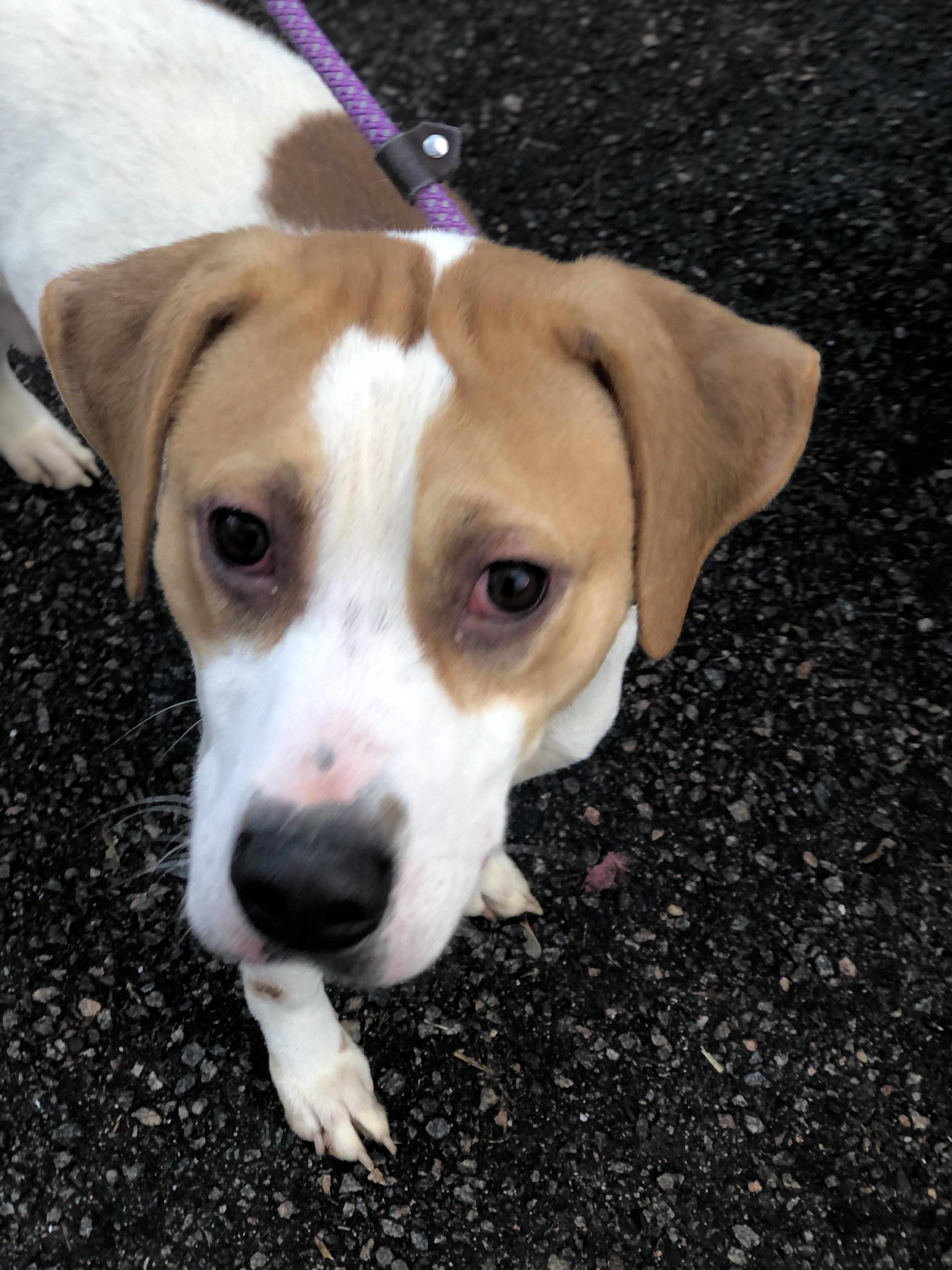 Trax, Adoptable, Young Male Hound.