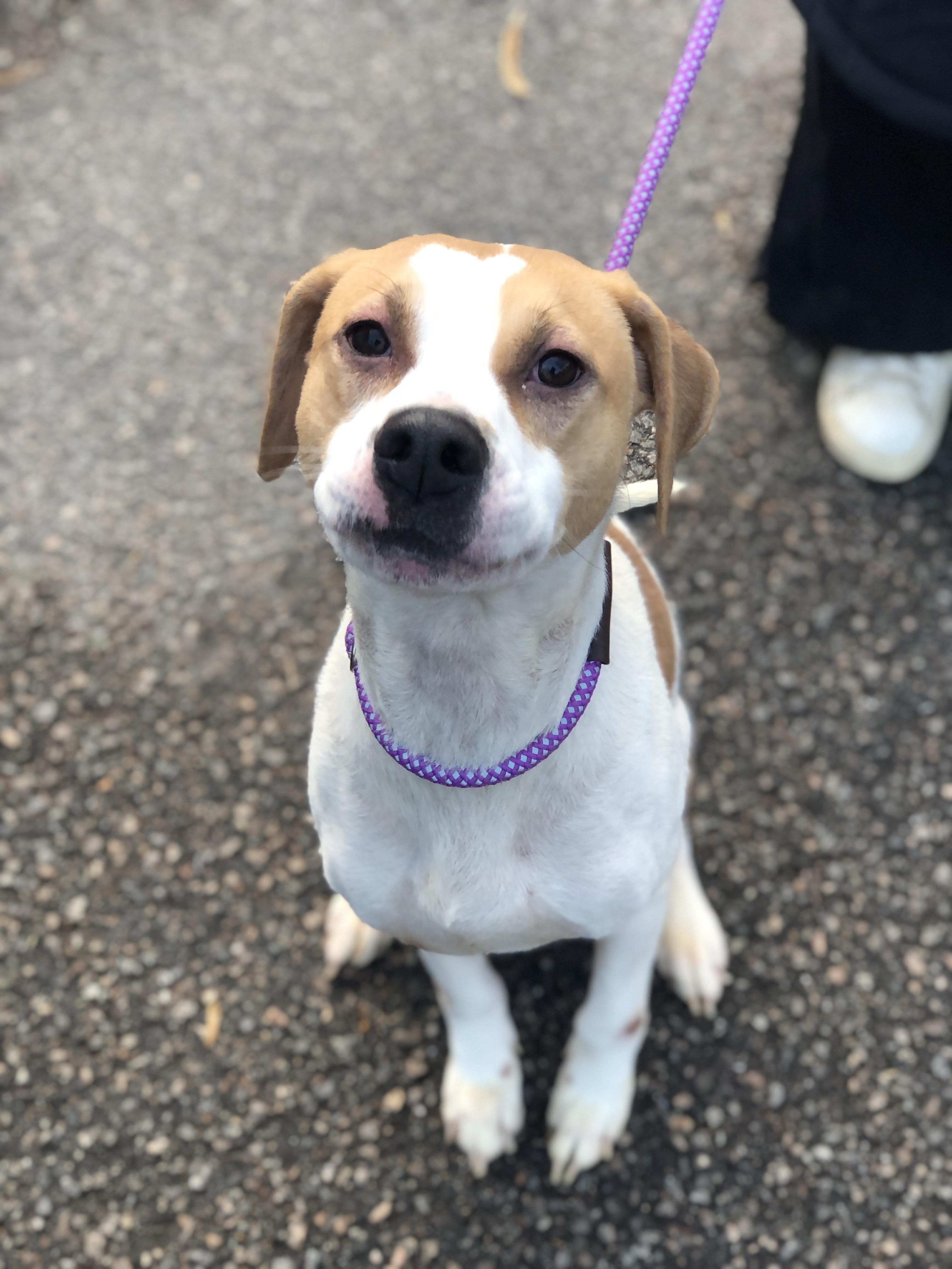 Trax, a Adoptable Hound in Petersburg, VA image 2/6