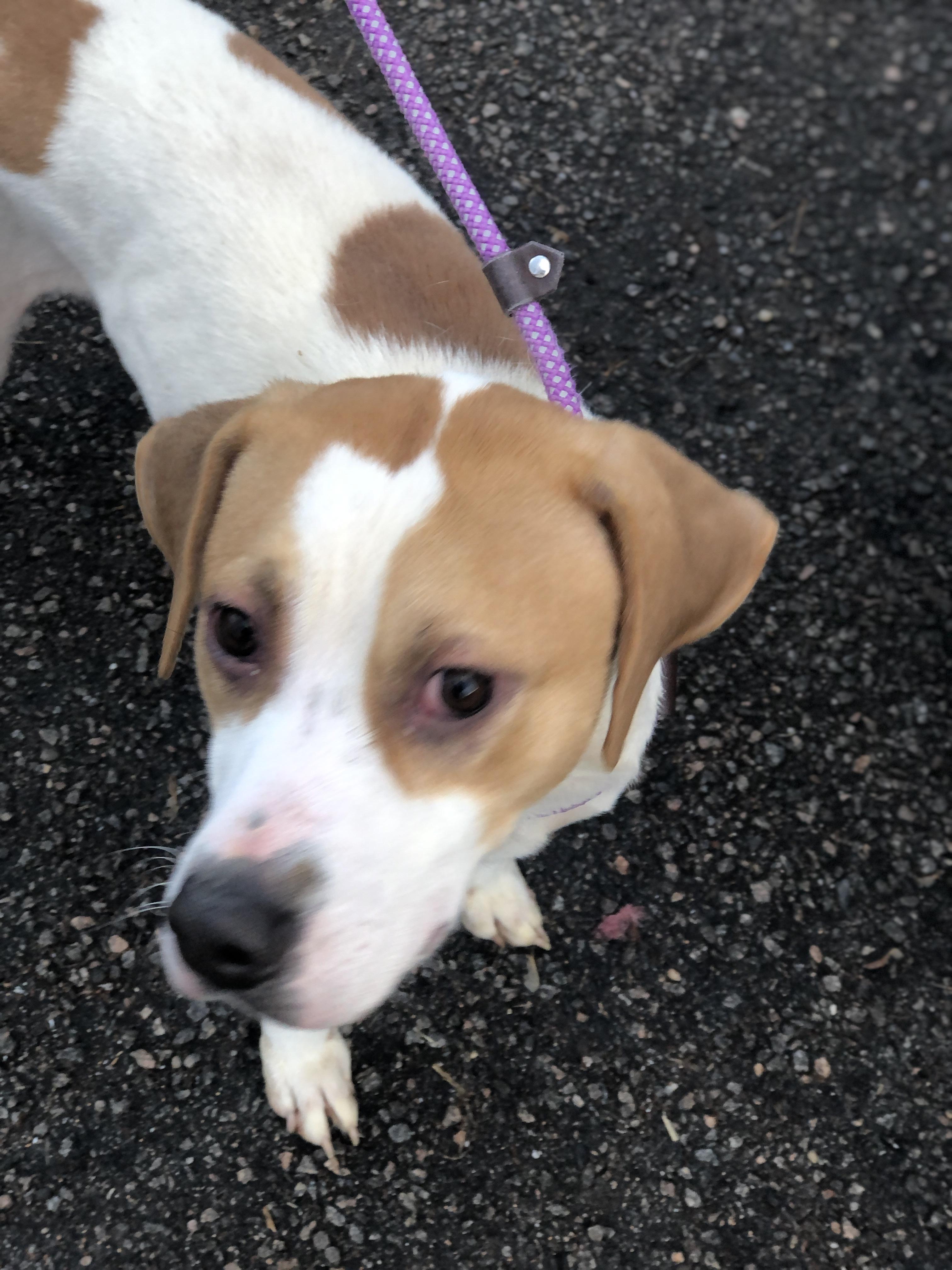 Trax, a Adoptable Hound in Petersburg, VA image 3/6