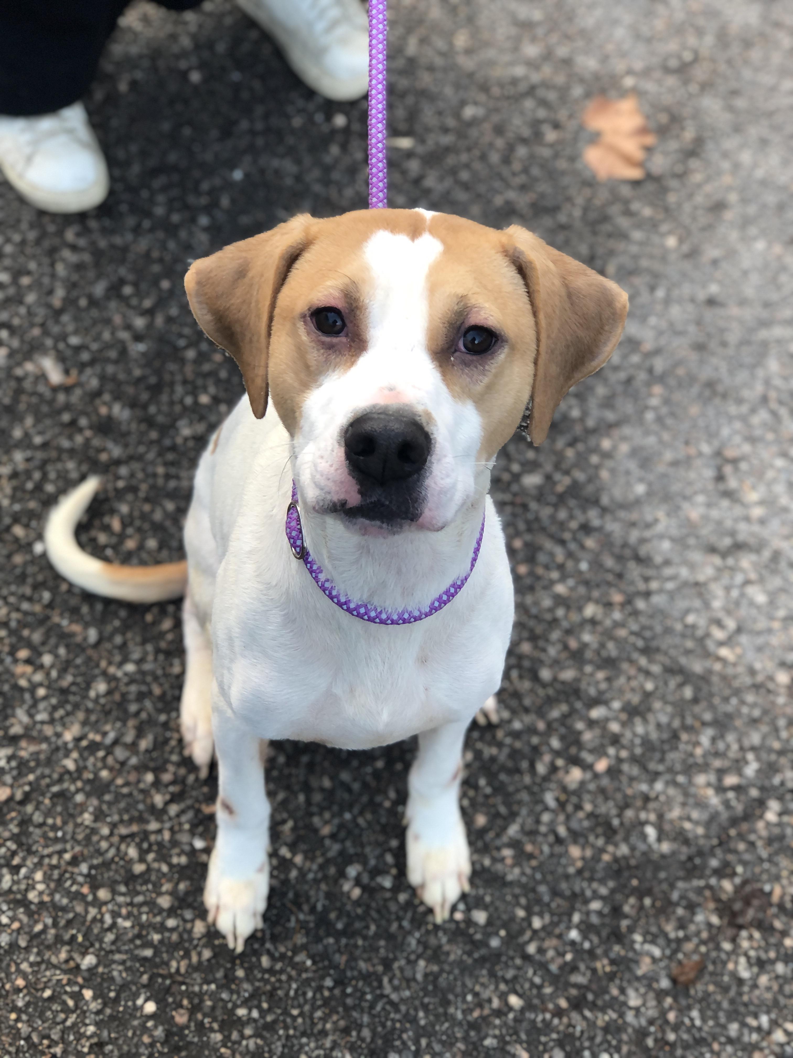 Trax, a Adoptable Hound in Petersburg, VA image 4/6