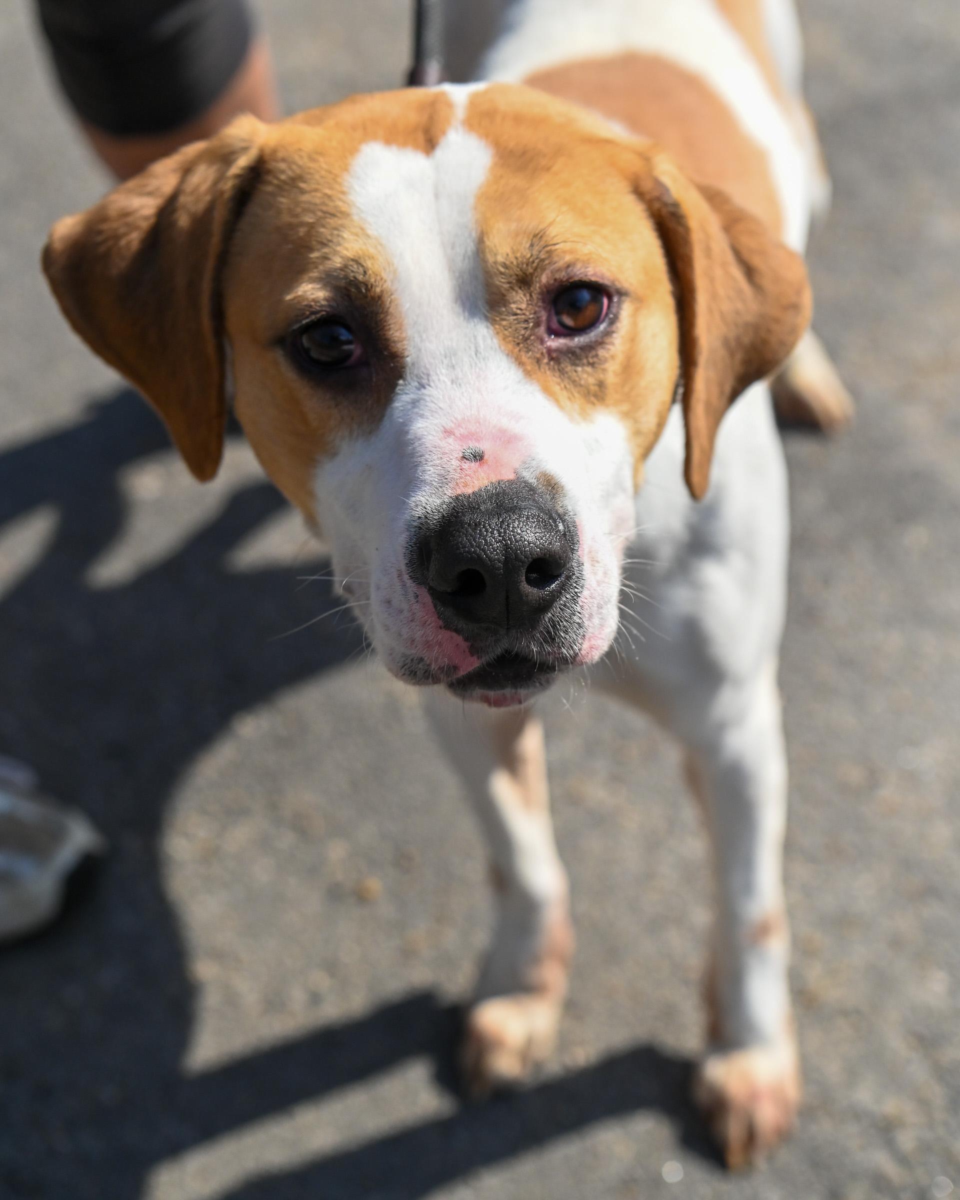 Trax, Adoptable, Young Male Hound.