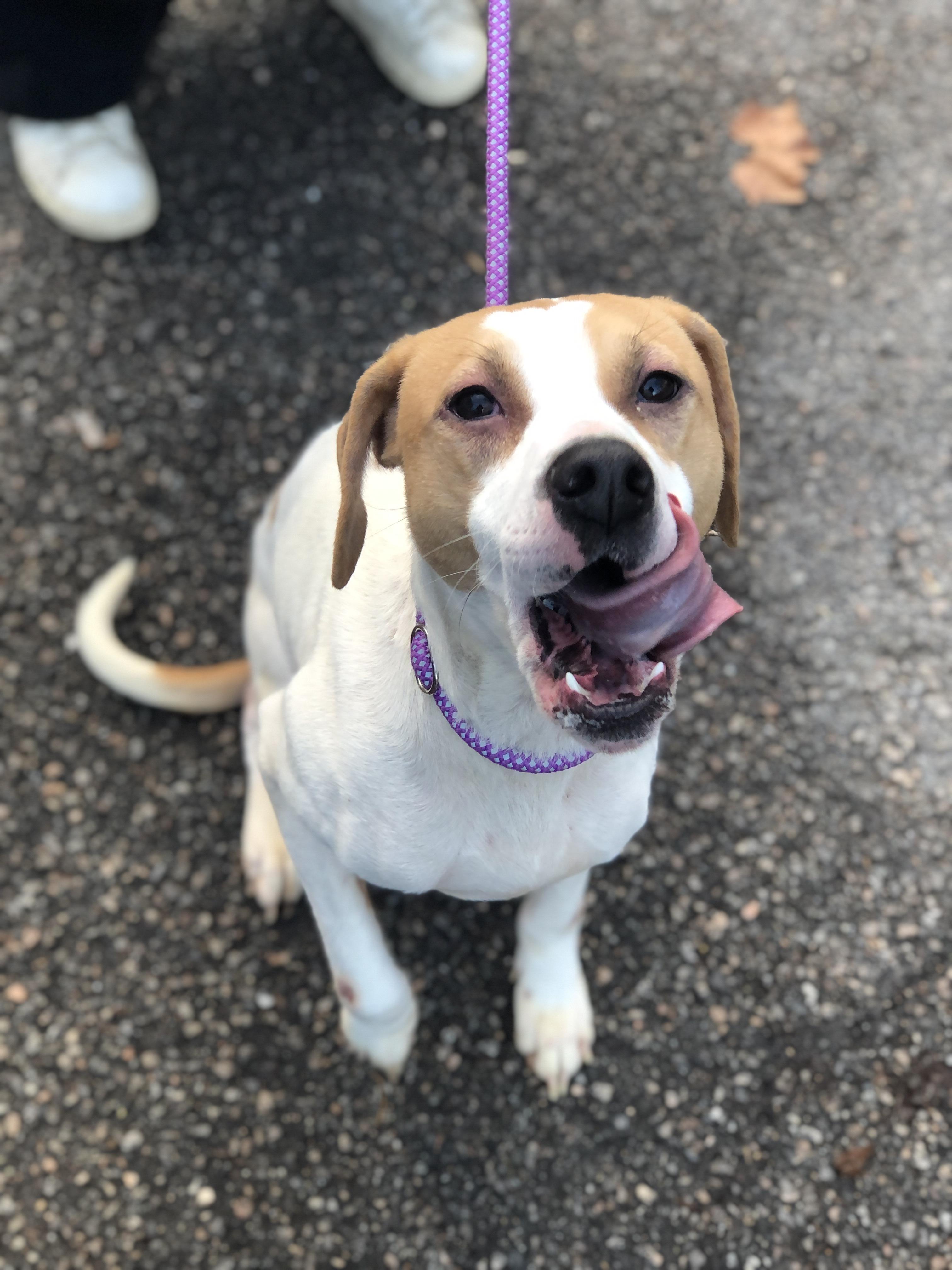 Trax, a Adoptable Hound in Petersburg, VA image 5/6
