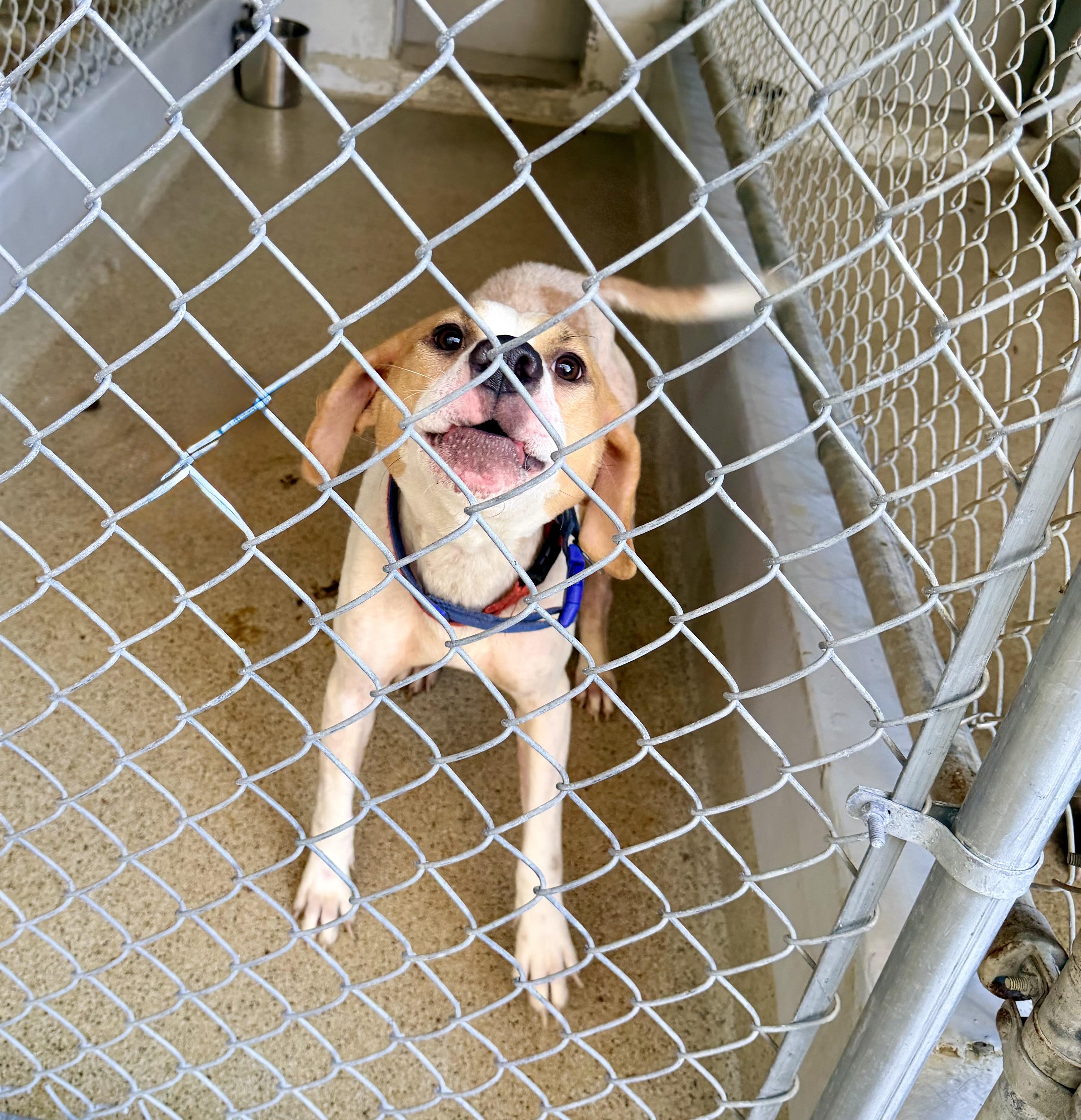 Trax, a Adoptable Hound in Petersburg, VA image 2/2